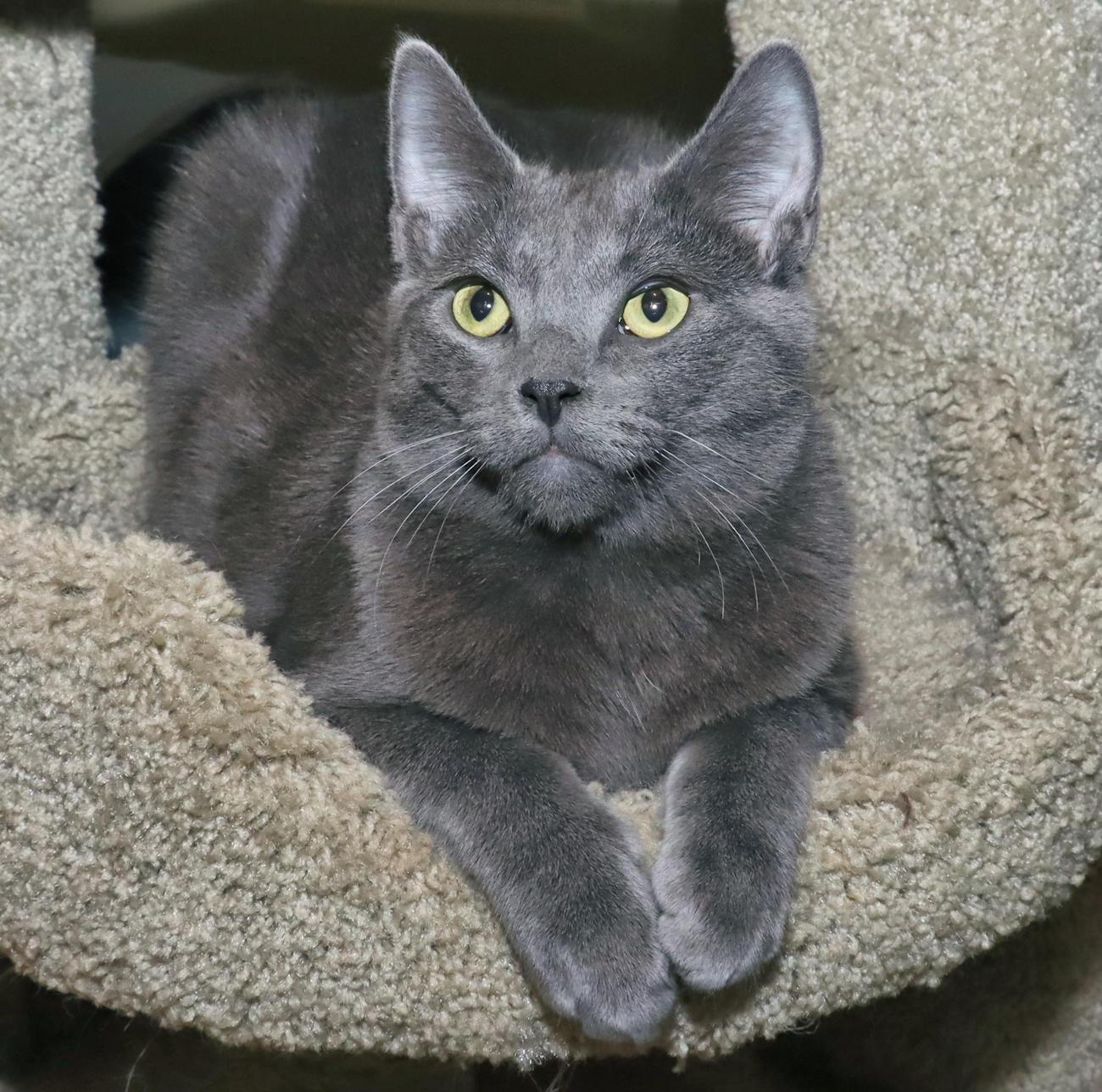 Enzo, an adoptable mixed breed in Euclid, OH image 6/6