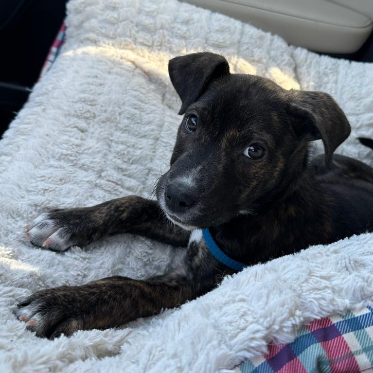 Enlarge Amira, a Adoptable mixed breed in Kansas City, MO image 1/6