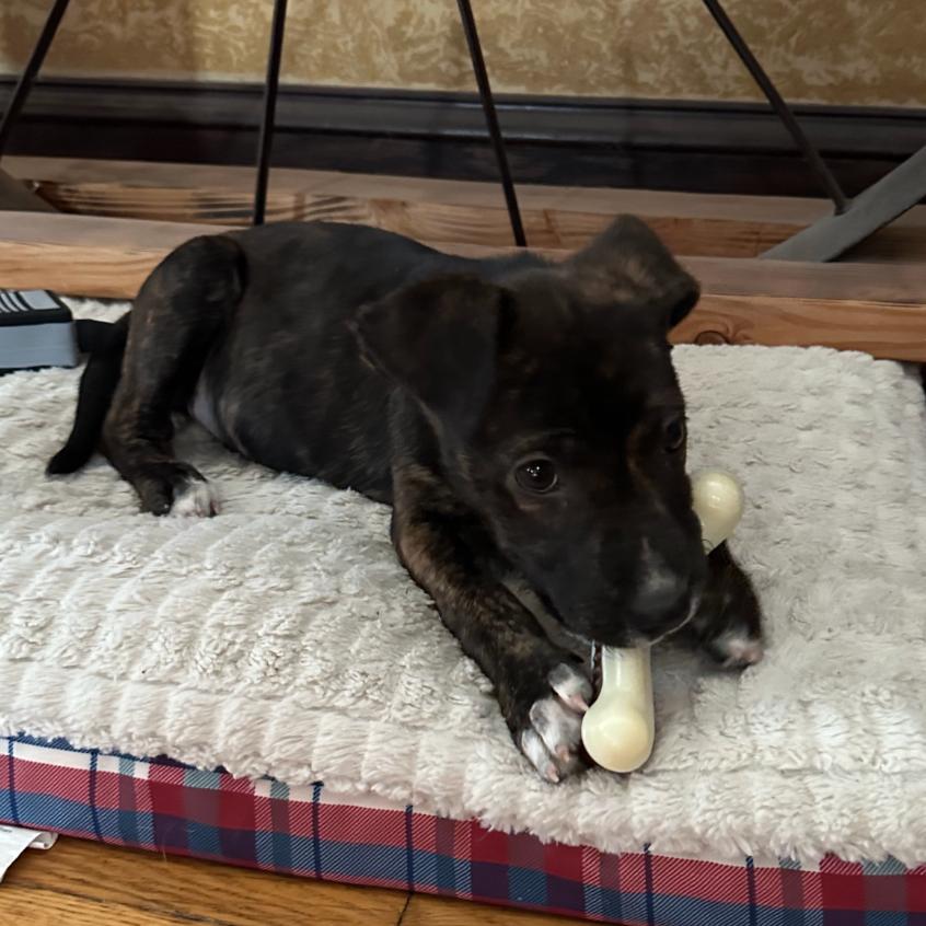 Enlarge Amira, a Adoptable mixed breed in Kansas City, MO image 2/6