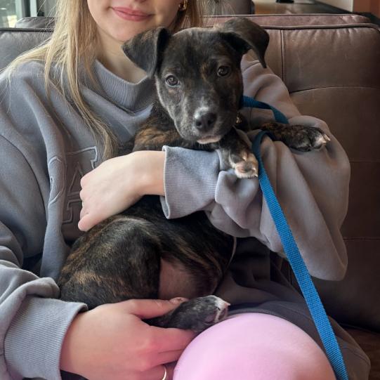 Enlarge Amira, a Adoptable mixed breed in Kansas City, MO image 4/6