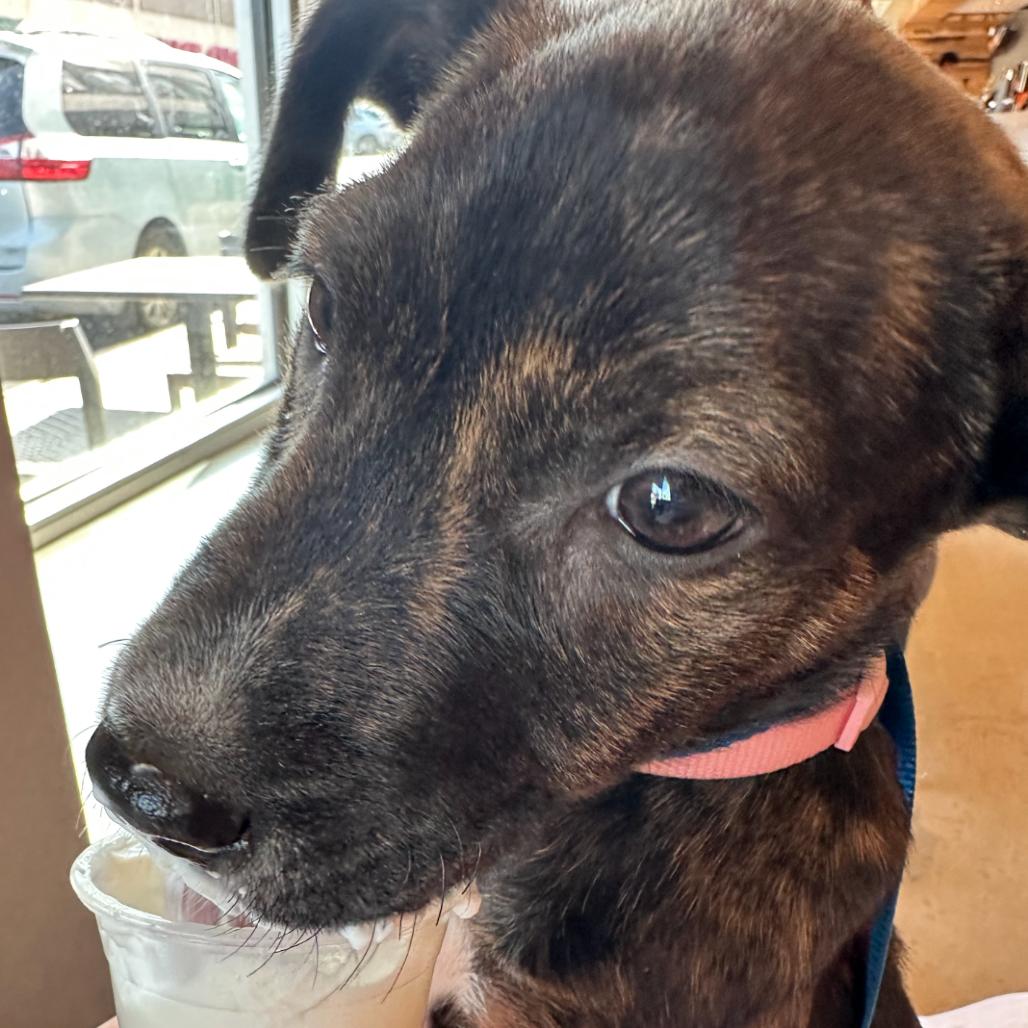 Enlarge Amira, a Adoptable mixed breed in Kansas City, MO image 5/6