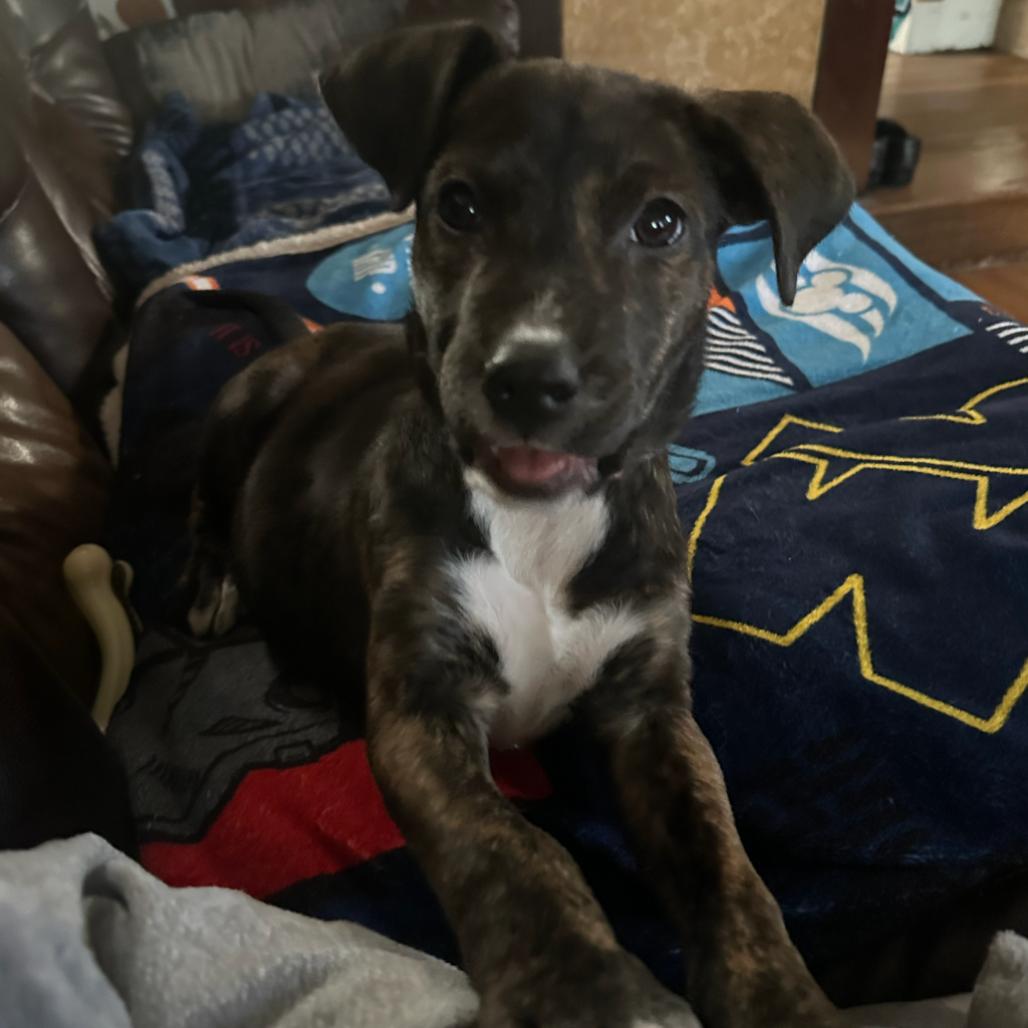 Enlarge Amira, a Adoptable mixed breed in Kansas City, MO image 6/6