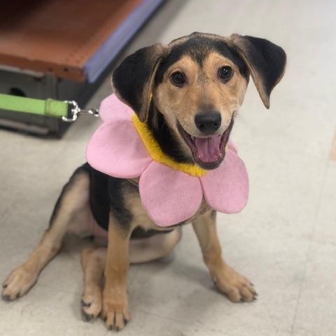 Enlarge shiloh, a ADOPTABLE mixed breed in CHURCHVILLE, NY image 1/3