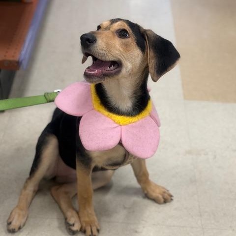 Enlarge shiloh, a ADOPTABLE mixed breed in CHURCHVILLE, NY image 3/3