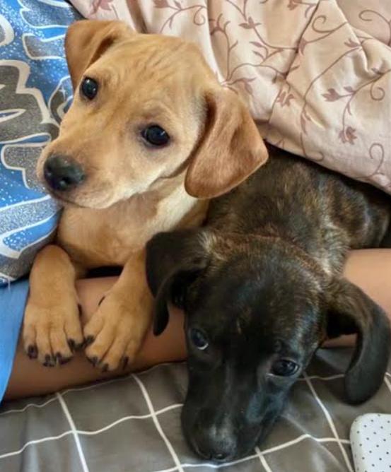 Enlarge shiloh, a ADOPTABLE mixed breed in CHURCHVILLE, NY image 2/3