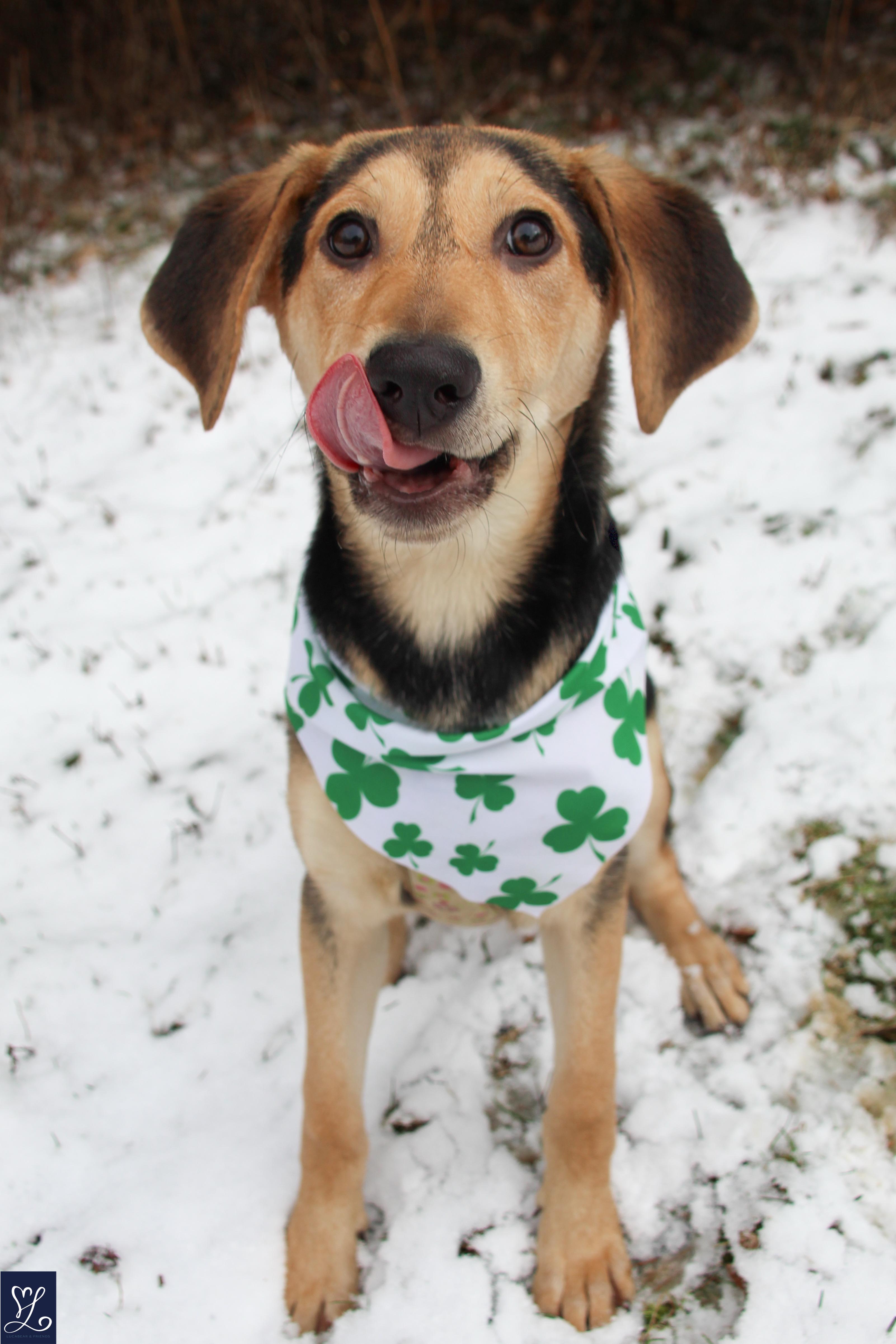 Enlarge shiloh, an adoptable mixed breed in CHURCHVILLE, NY image 3/5