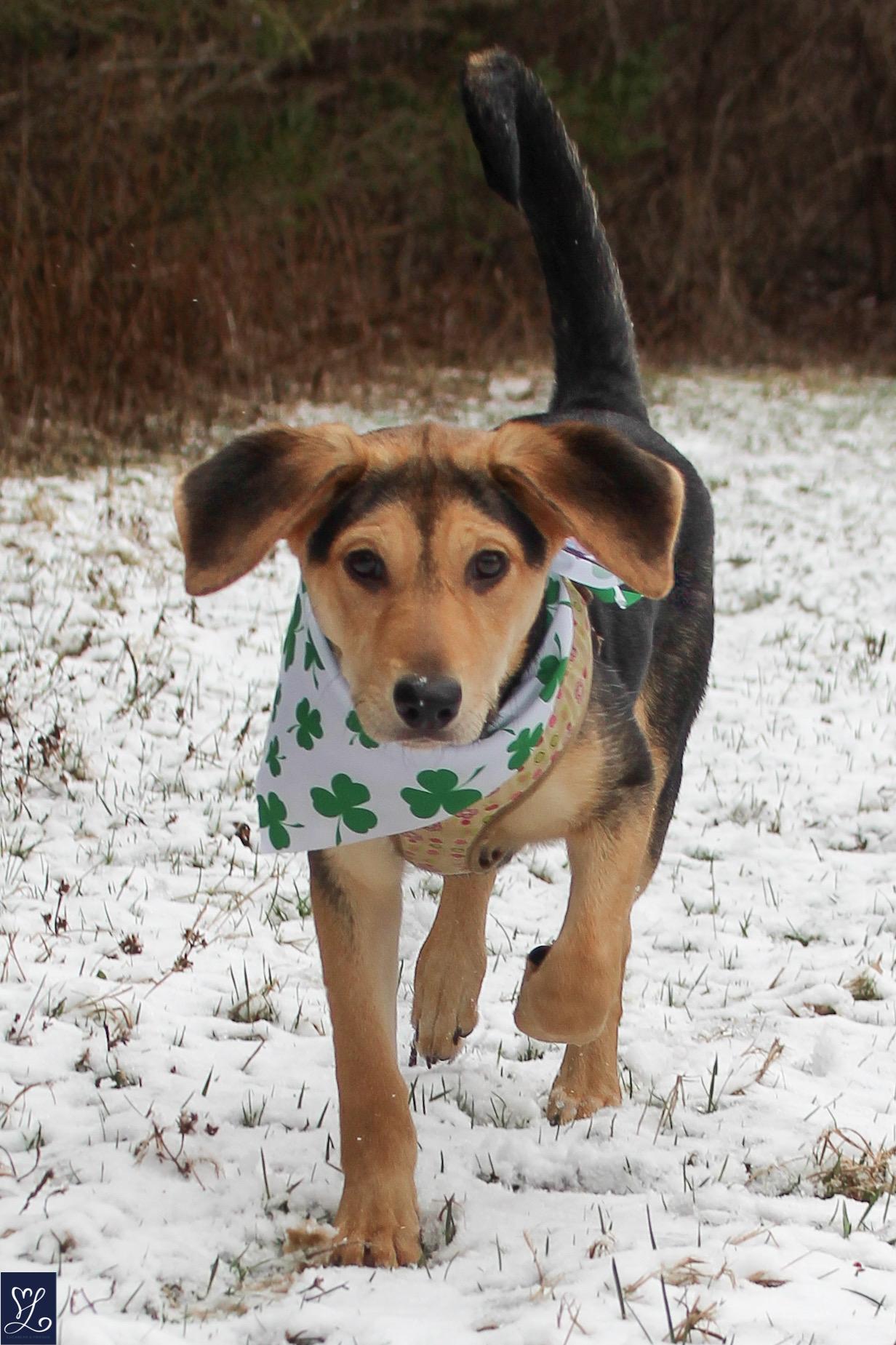 Enlarge shiloh, an adoptable mixed breed in CHURCHVILLE, NY image 2/5