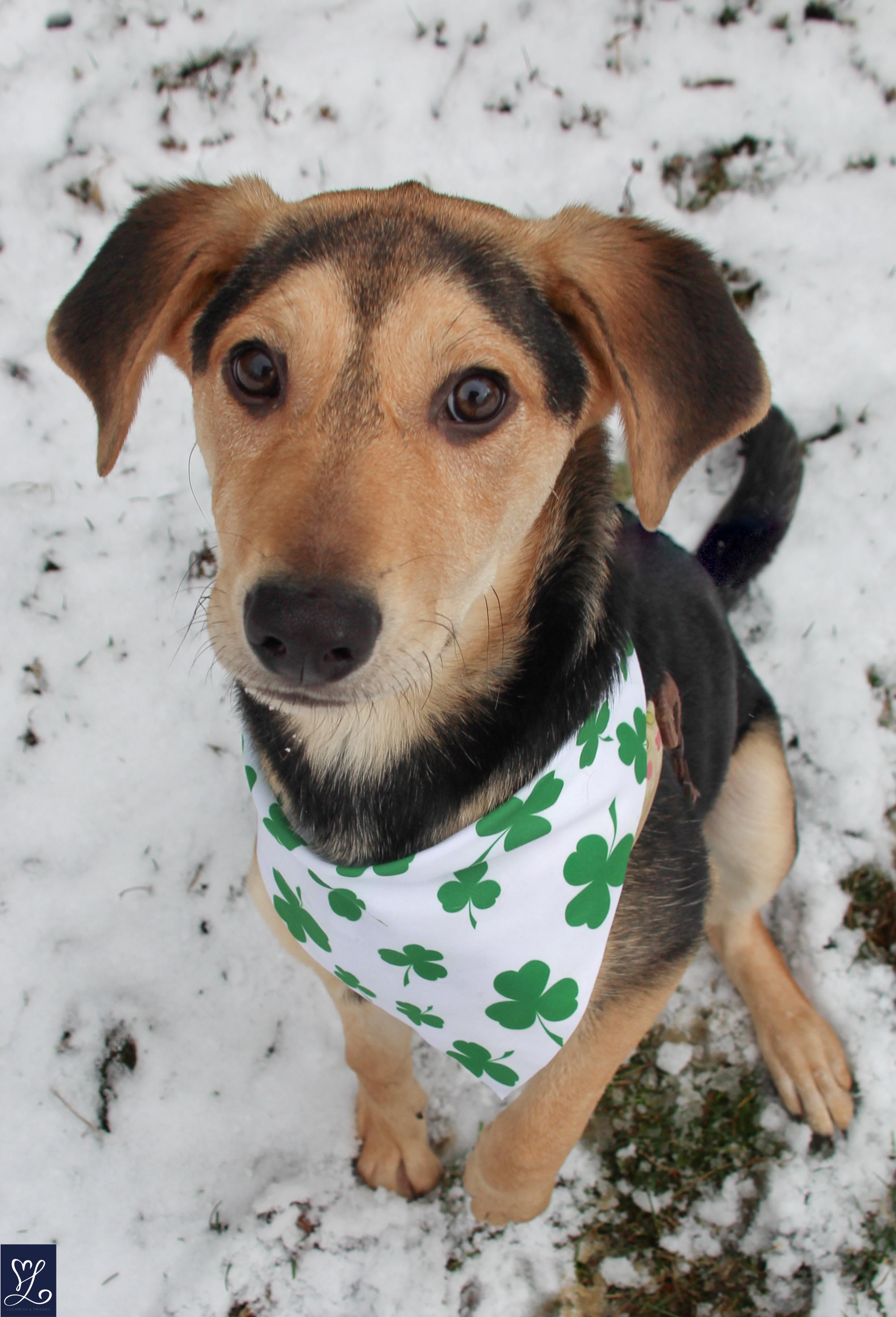 Enlarge shiloh, an adoptable mixed breed in CHURCHVILLE, NY image 1/5