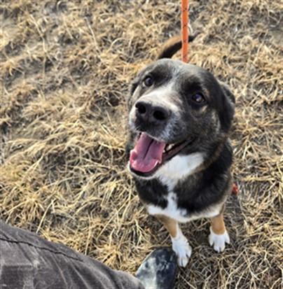 Enlarge DOMINOE, a Adoptable German Shepherd Dog in Casper, WY image 1/1