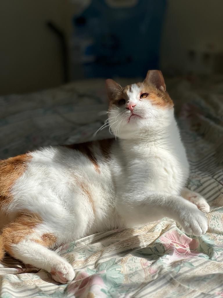 Enlarge Floki, the Kindest and Goofiest Boy, a Adoptable mixed breed in Somerset, NJ image 2/6