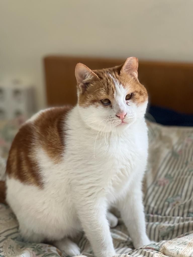 Enlarge Floki, the Kindest and Goofiest Boy, a Adoptable mixed breed in Somerset, NJ image 1/6