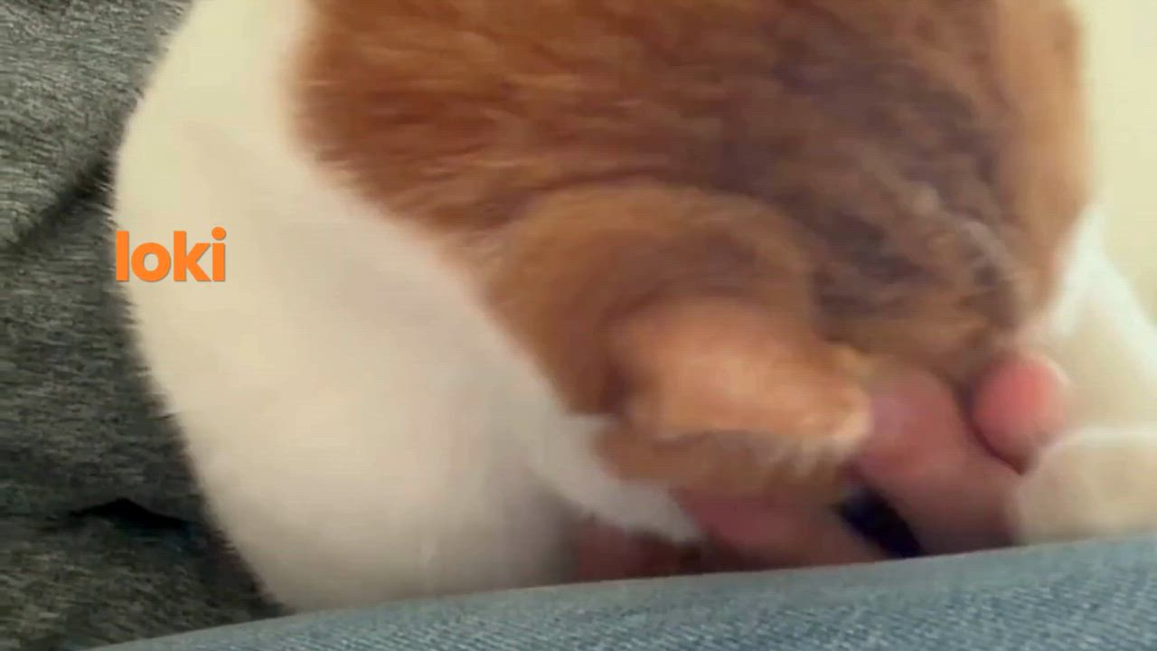 Enlarge Floki, the Kindest and Goofiest Boy, a Adoptable mixed breed in Somerset, NJ video 6/6