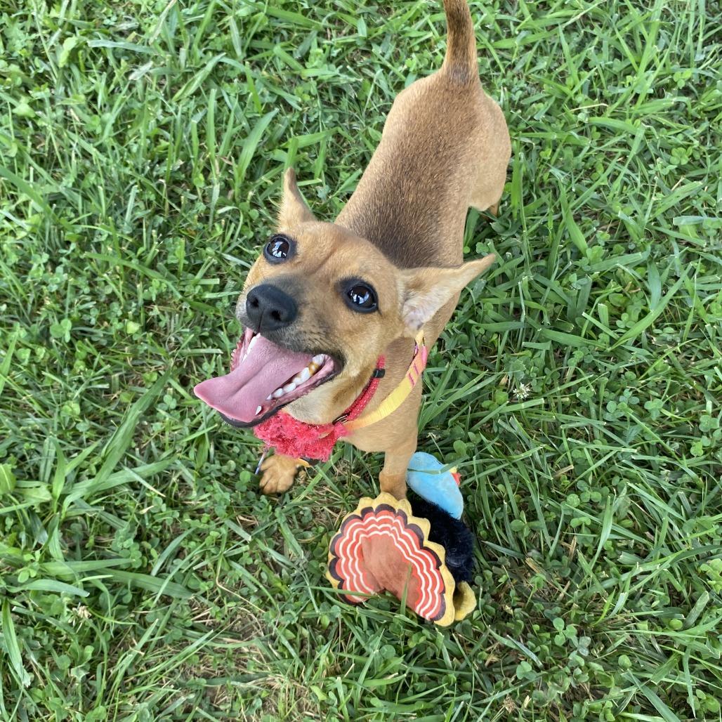 Phoebe, Adoptable, Young Female Mixed Breed.