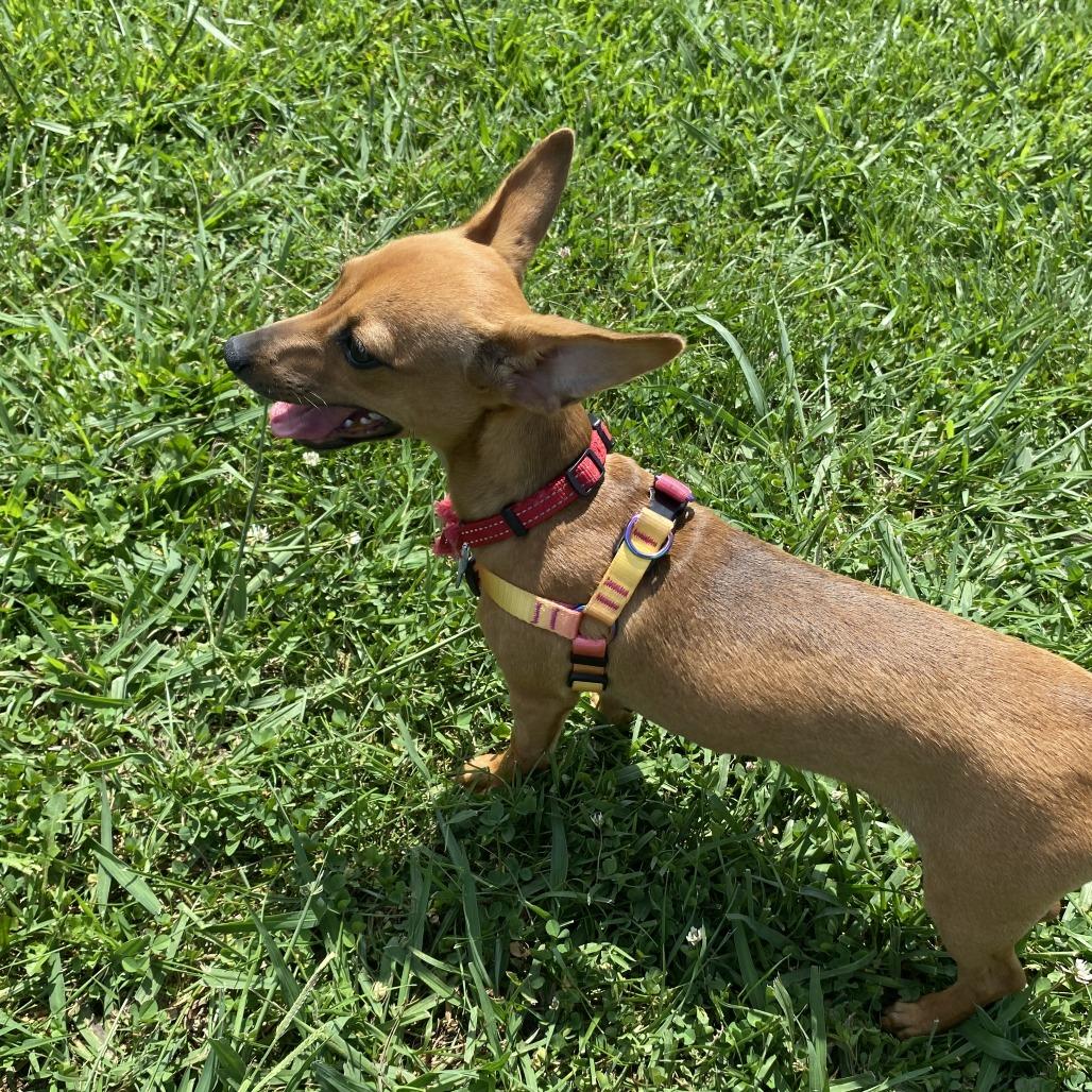 Phoebe, a Adoptable Mixed Breed in Fletcher, NC image 2/5