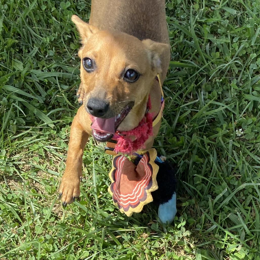 Phoebe, a Adoptable Mixed Breed in Fletcher, NC image 3/5