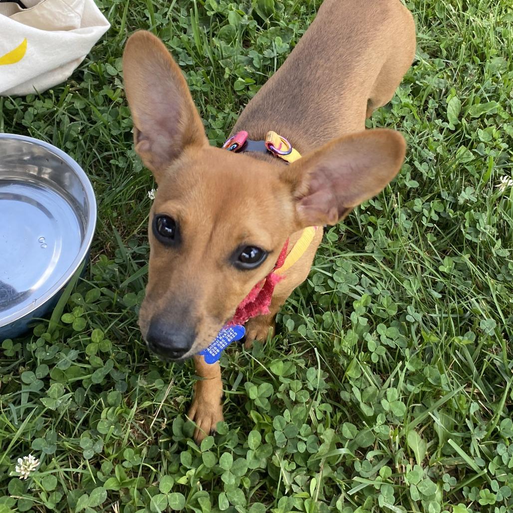 Phoebe, a Adoptable Mixed Breed in Fletcher, NC image 4/5