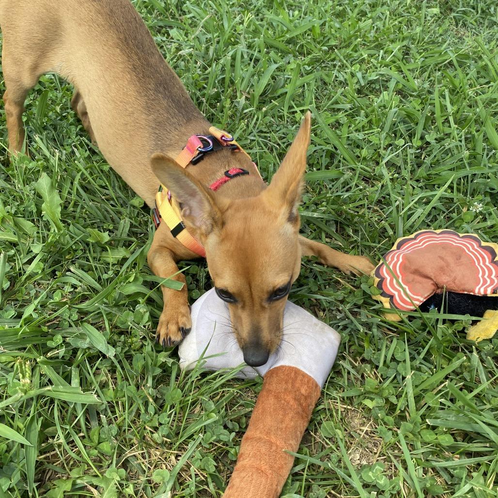 Phoebe, a Adoptable Mixed Breed in Fletcher, NC image 5/5