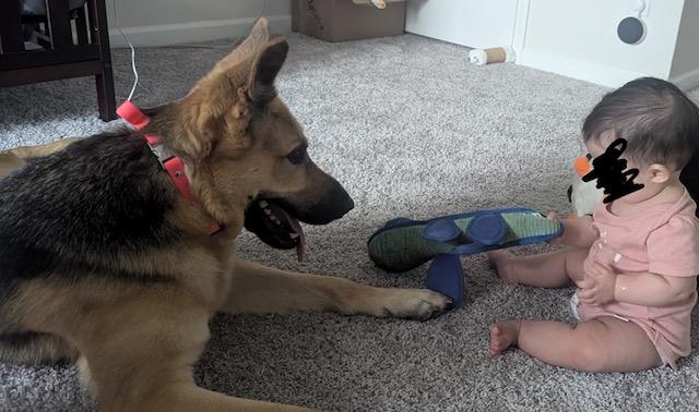 Enlarge Yumi, a Adoptable German Shepherd Dog in Roswell, GA image 2/3