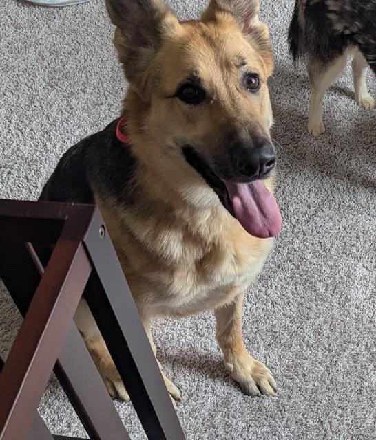 Enlarge Yumi, a Adoptable German Shepherd Dog in Roswell, GA image 3/3