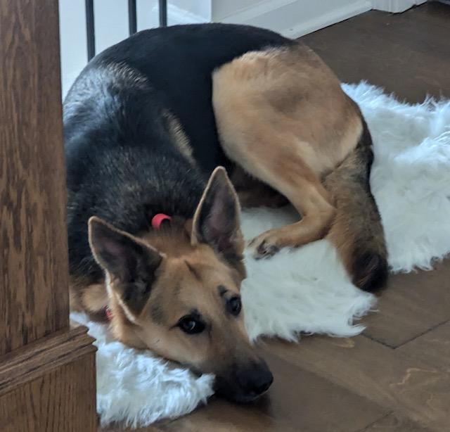 Yumi, Adoptable, Adult Female German Shepherd Dog.