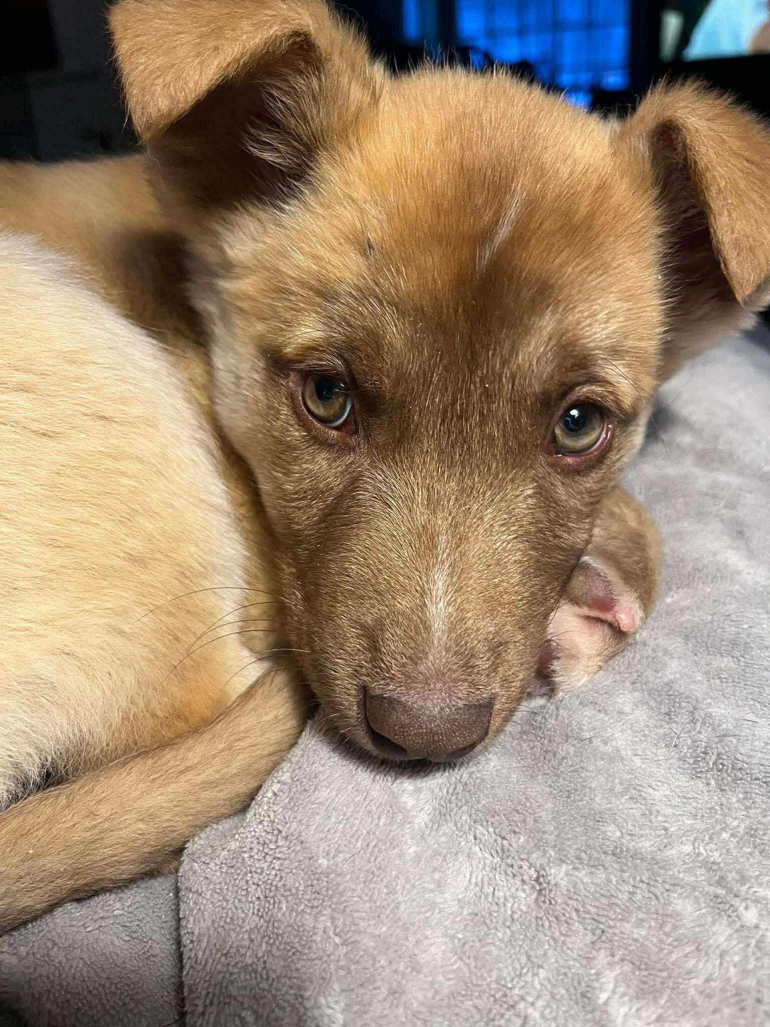 Baxter, adopted, Puppy Male Mixed Breed.