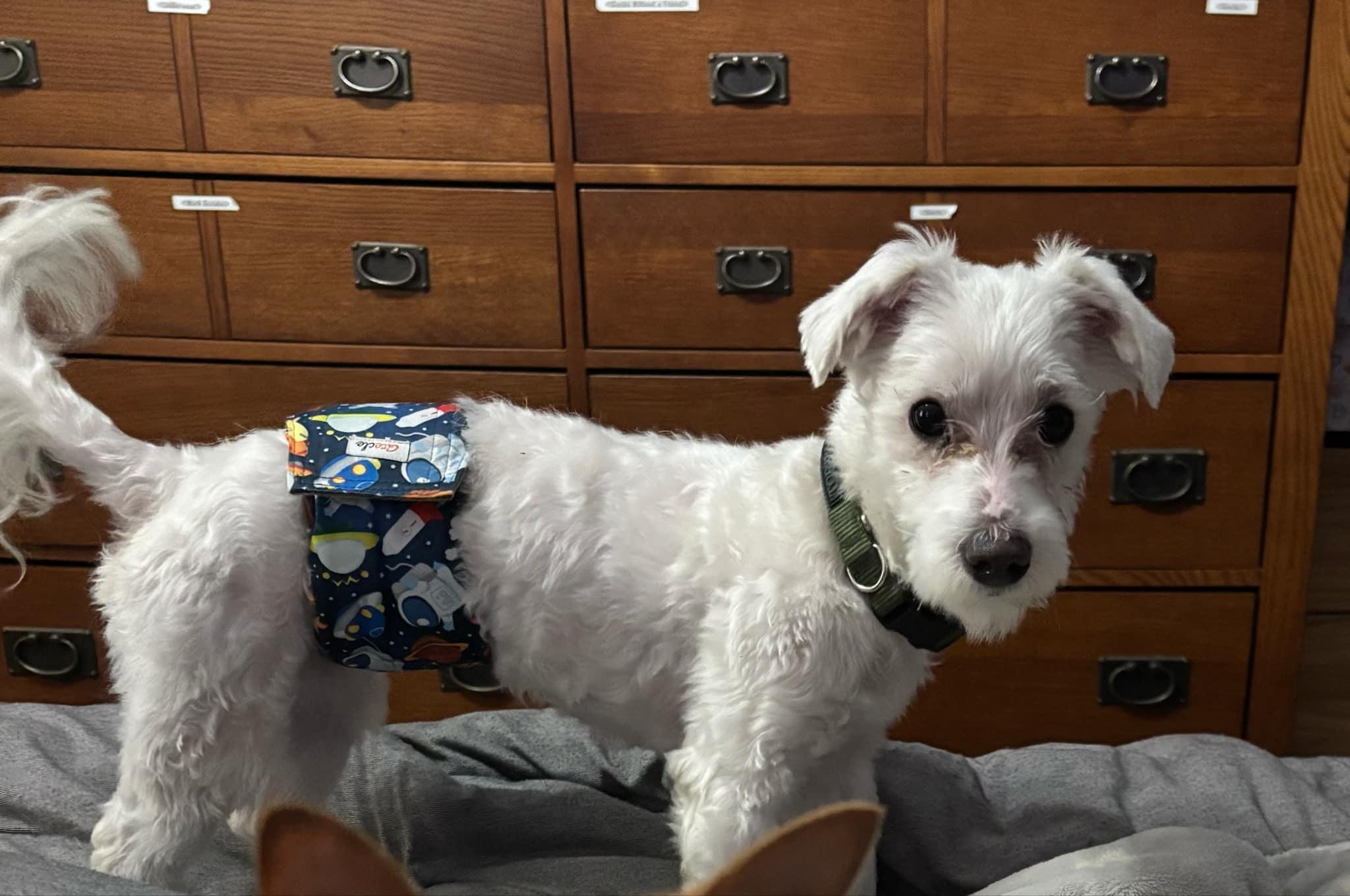 Odin, a Adoptable Maltipoo in Media, PA image 2/6