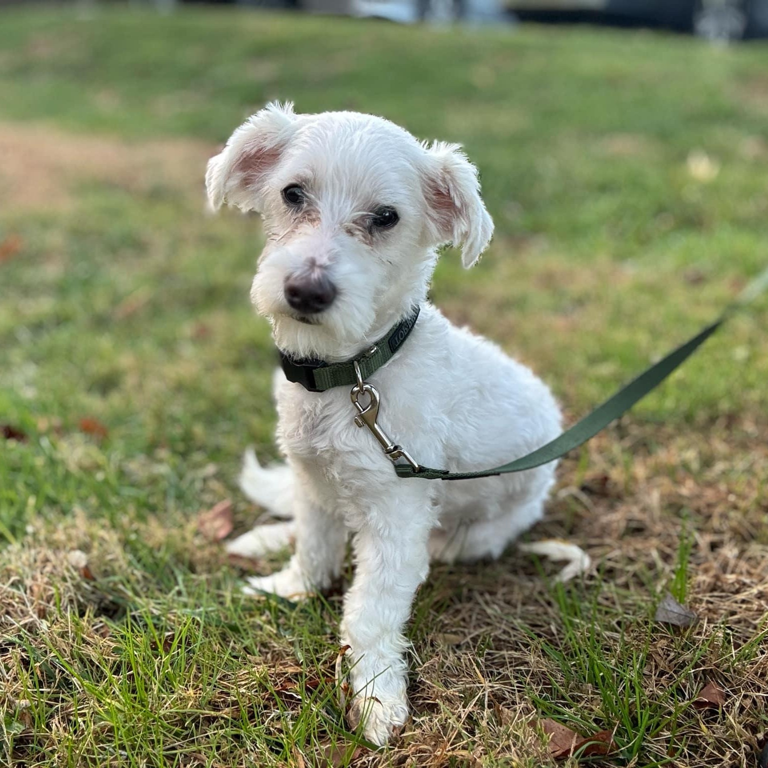 Odin, Adoptable, Young Male Maltipoo.