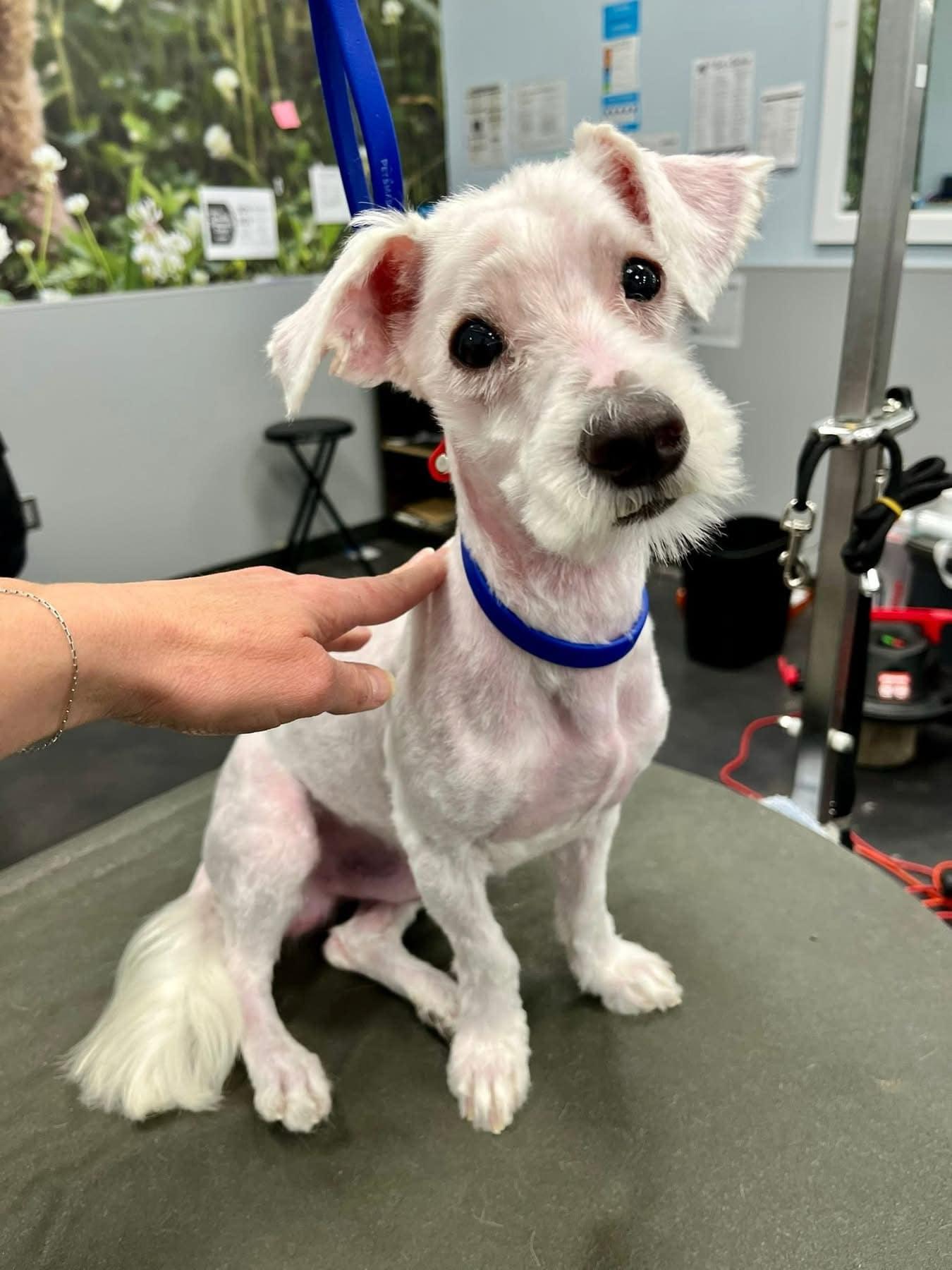 Odin, a Adoptable Maltipoo in Media, PA image 3/6