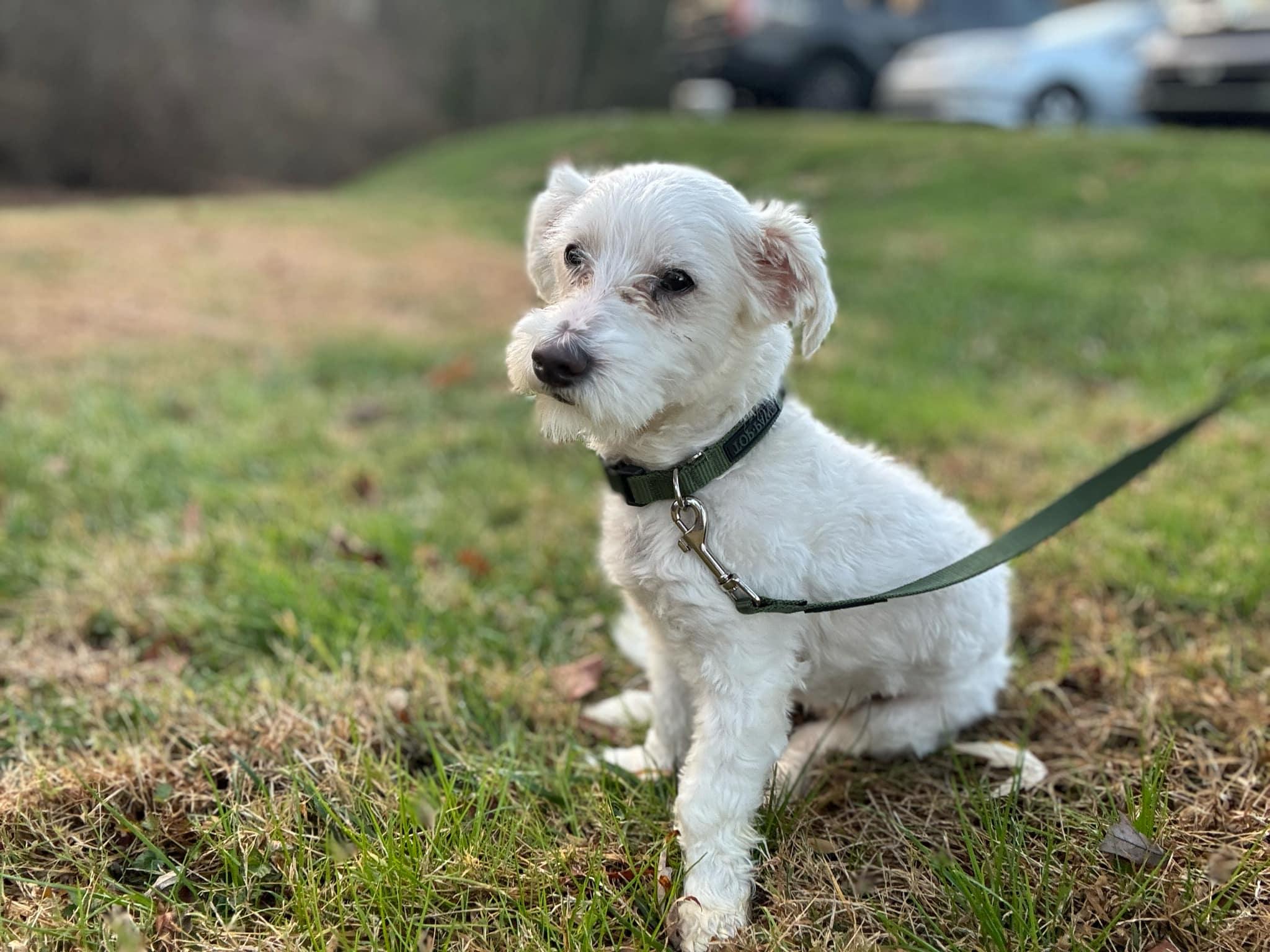 Odin, a Adoptable Maltipoo in Media, PA image 4/6