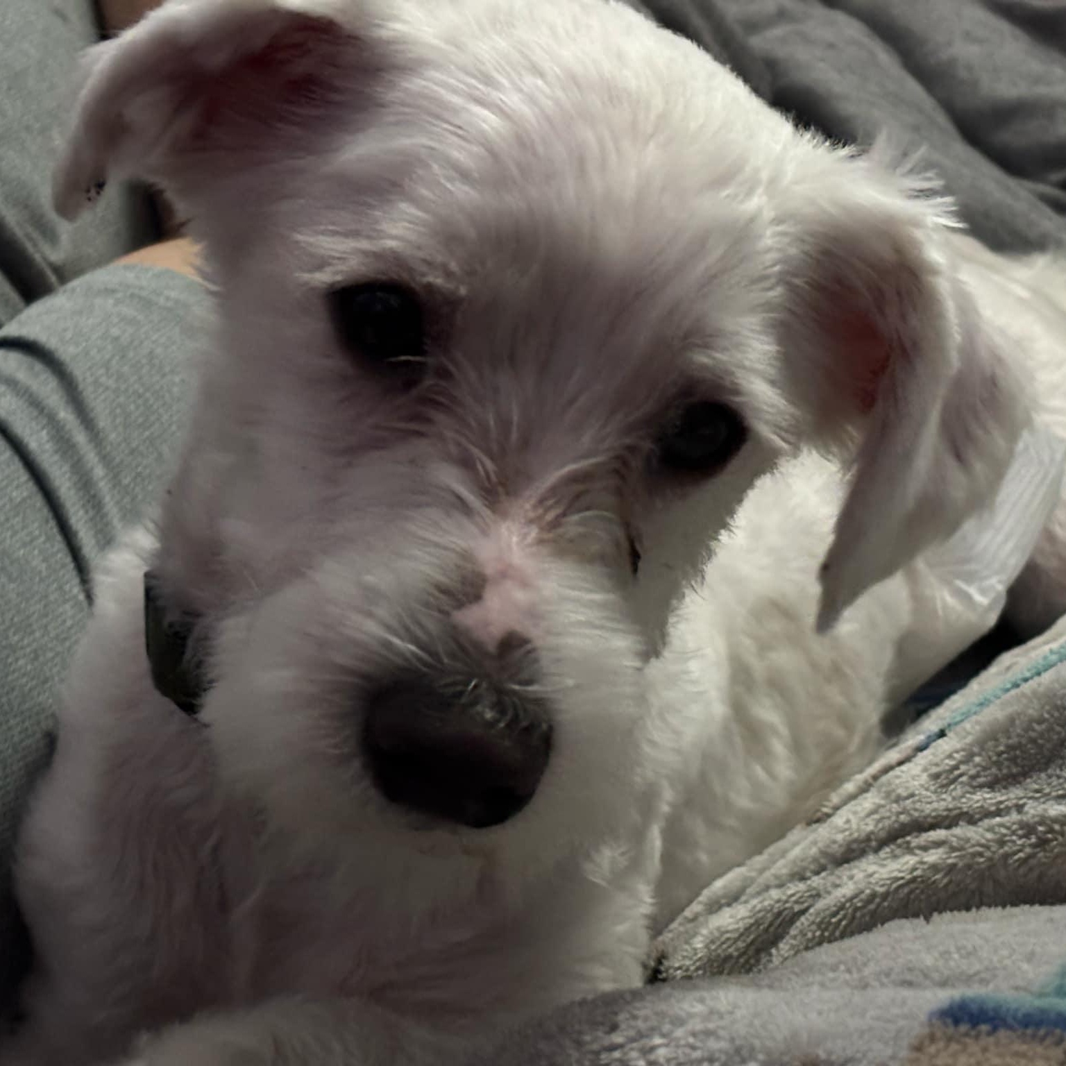 Odin, a Adoptable Maltipoo in Media, PA image 5/6