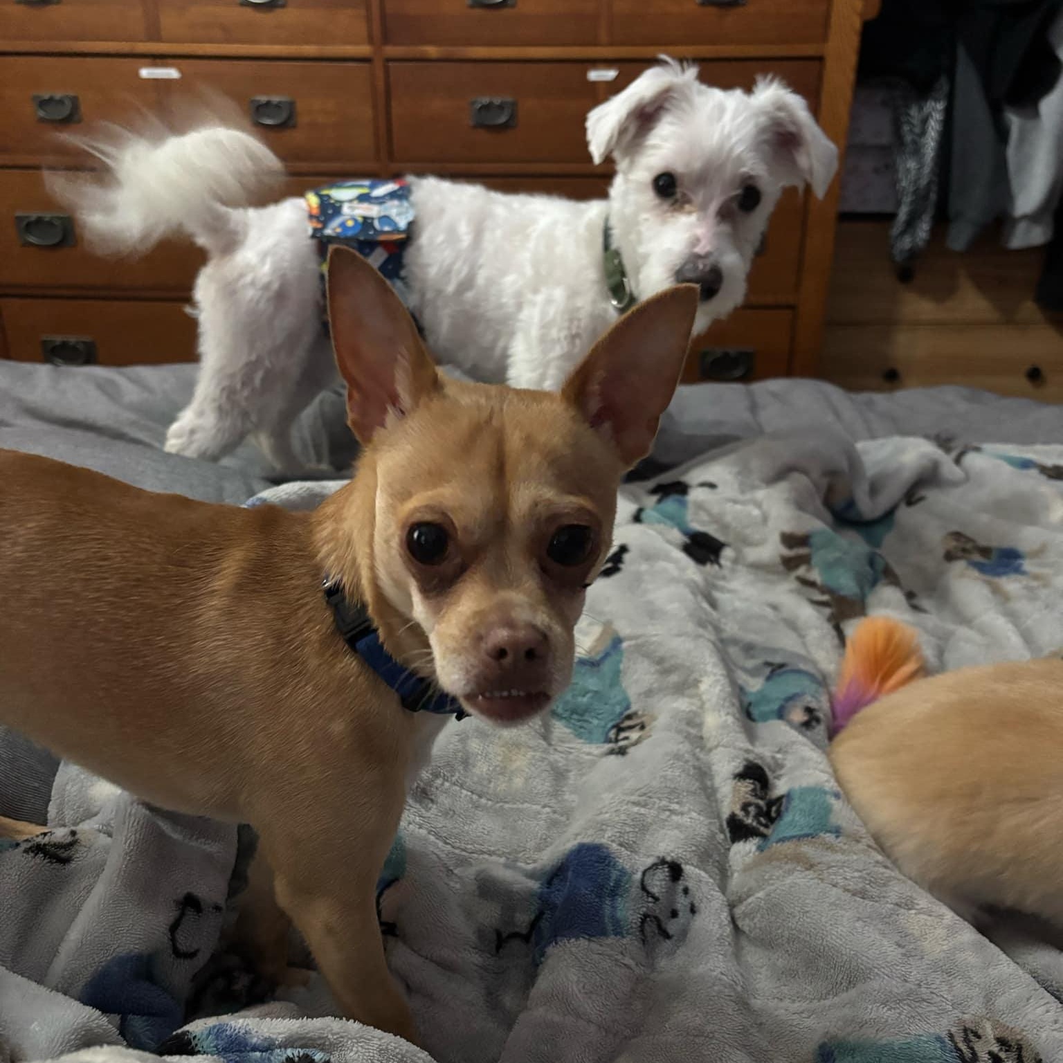 Odin, a Adoptable Maltipoo in Media, PA image 6/6
