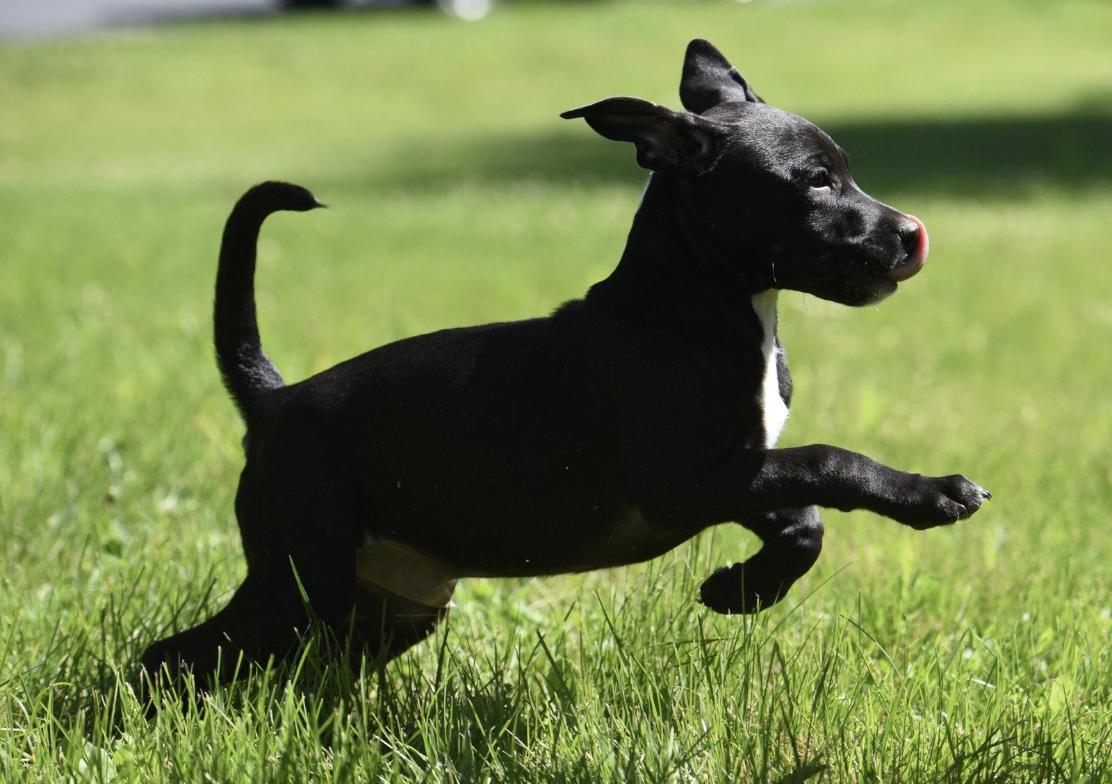 Ryker, Adoptable, Puppy Male German Shepherd Dog & Labrador Retriever.