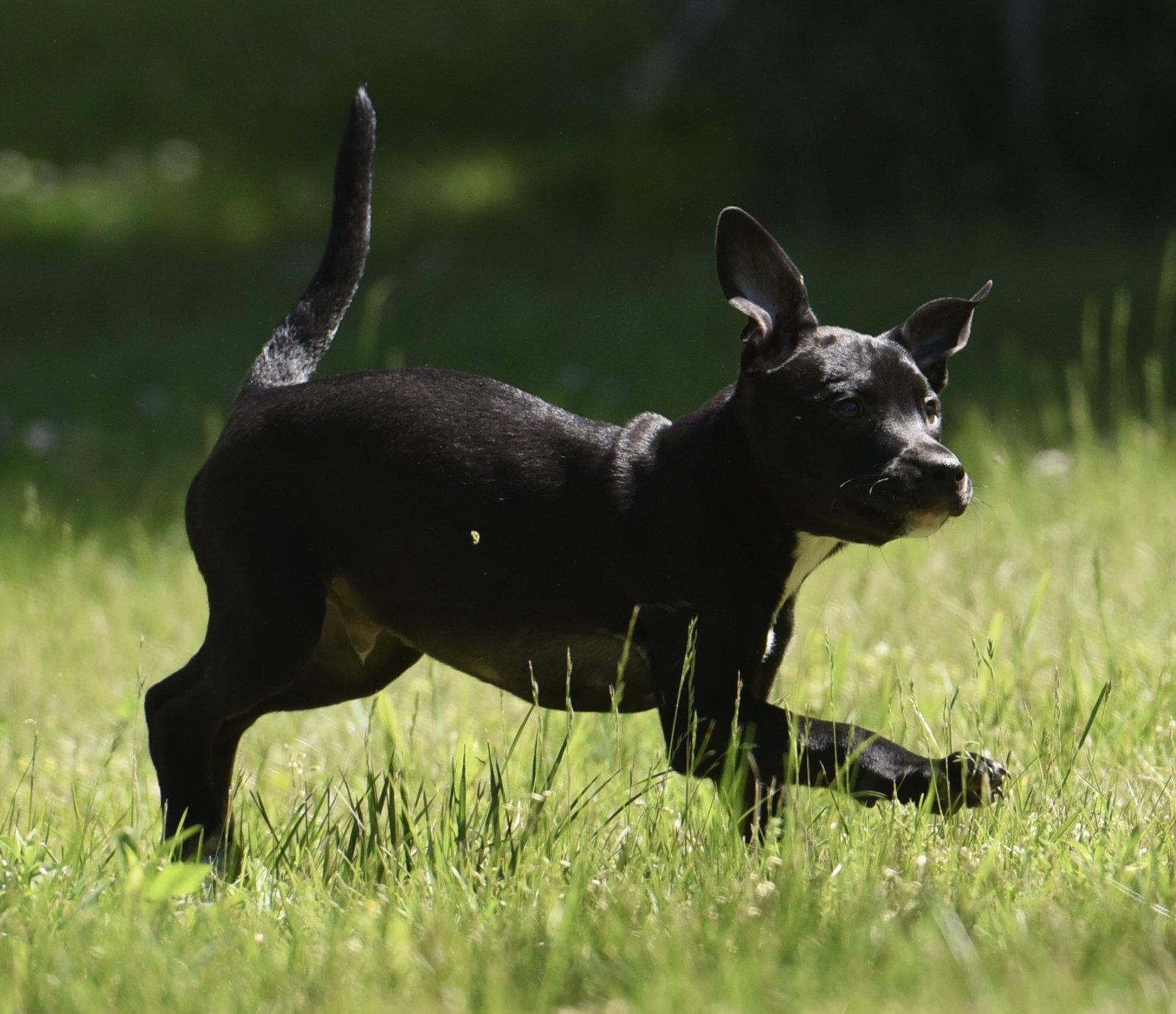 Enlarge Ryker, a Adoptable mixed breed in Mechanicsburg, PA image 2/3