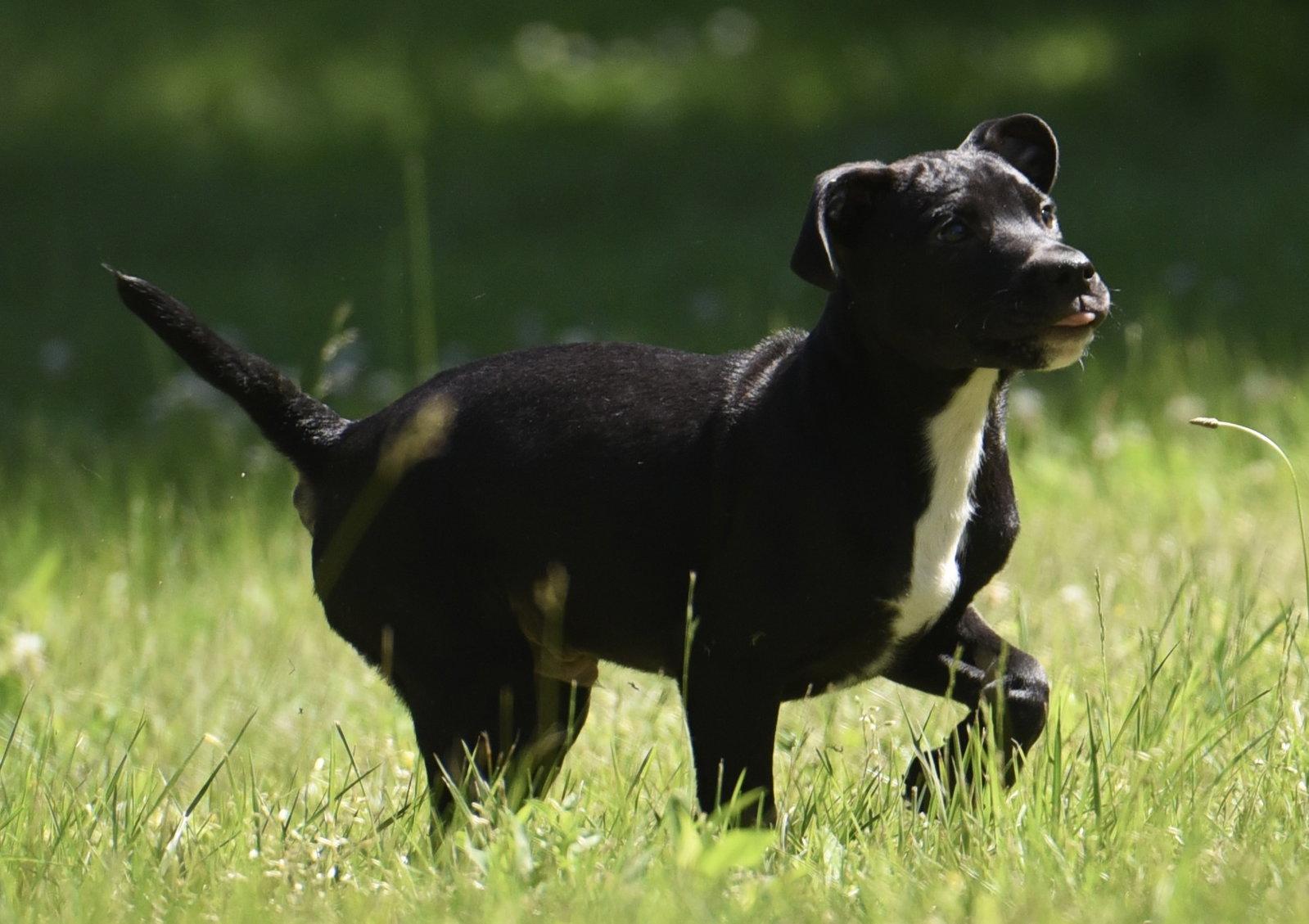 Enlarge Ryker, a Adoptable mixed breed in Mechanicsburg, PA image 3/3