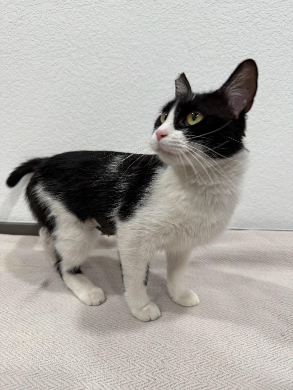 Willow, a ADOPTABLE Domestic Short Hair in Las Vegas, NV image 3/3
