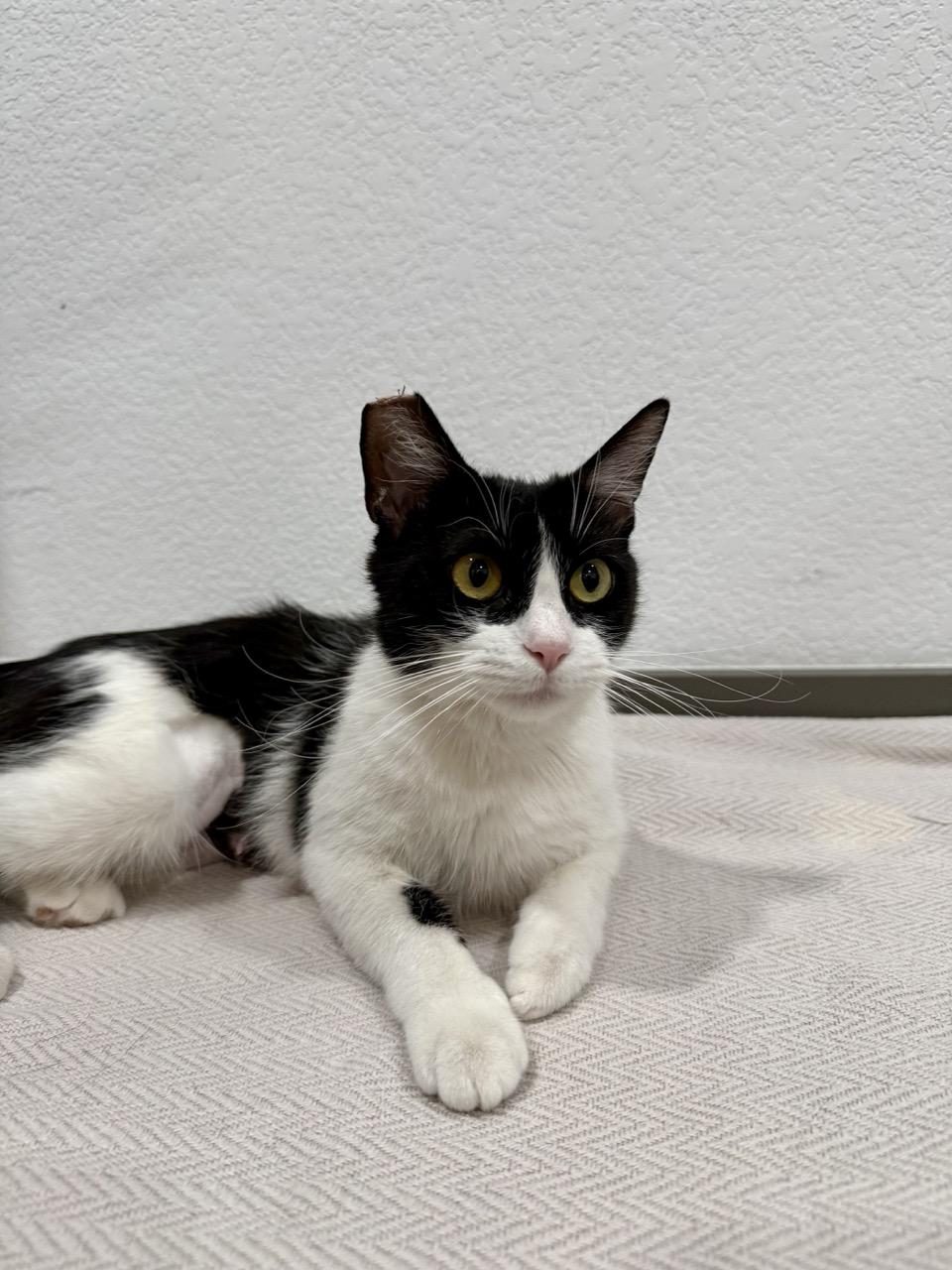 Willow, a ADOPTABLE Domestic Short Hair in Las Vegas, NV image 2/3