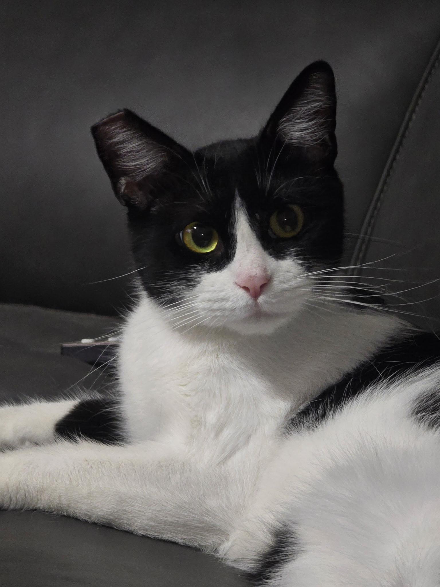 Willow, ADOPTABLE, Young Female Domestic Short Hair.