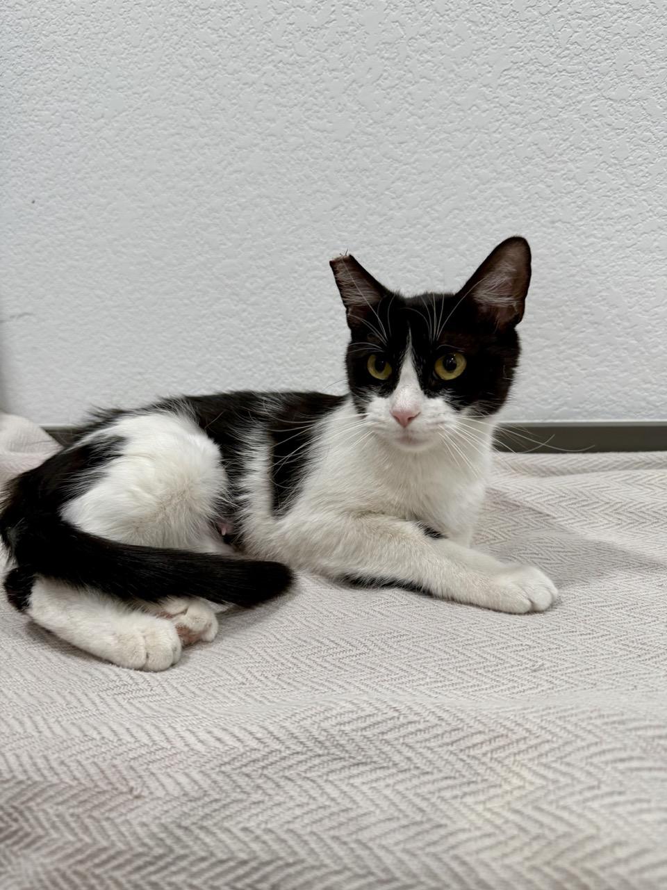 Willow, a ADOPTABLE Domestic Short Hair in Las Vegas, NV image 1/3