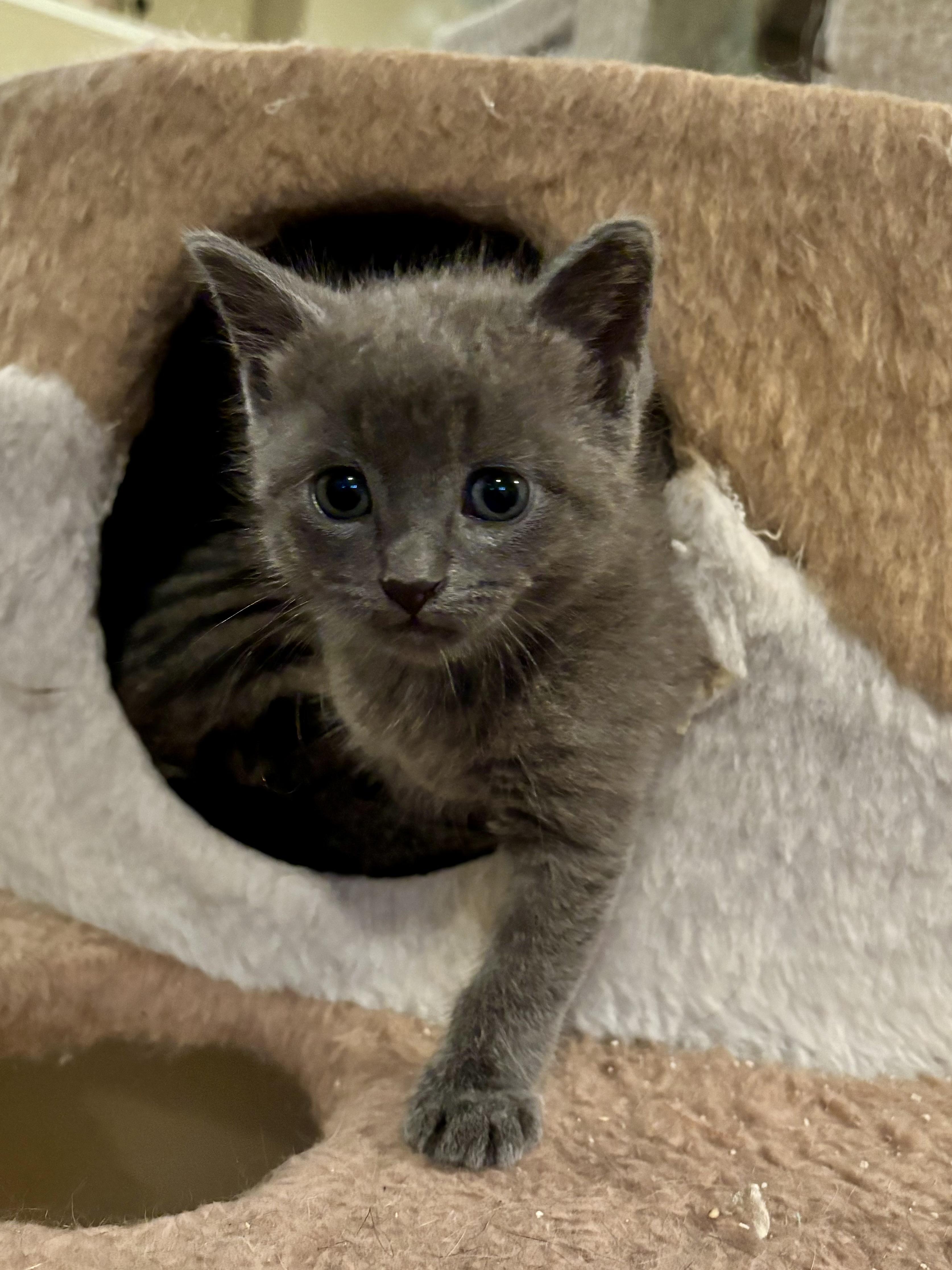 Nugget, an adopted Domestic Short Hair in Ottawa, ON image 2/5