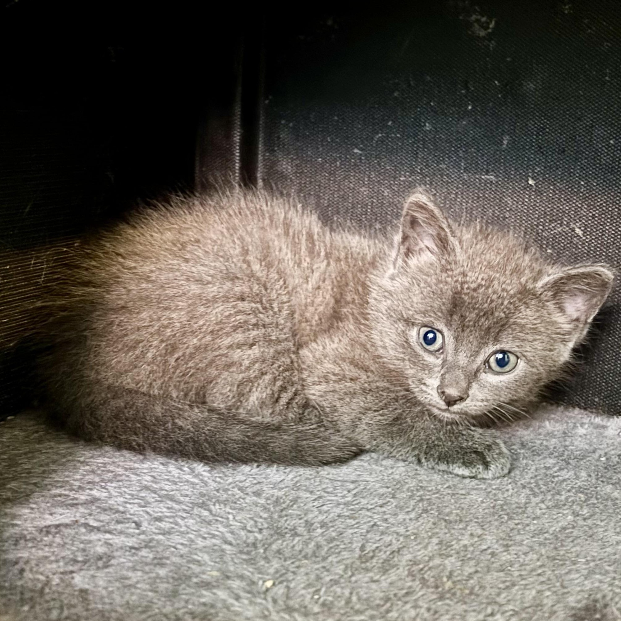 Nugget, an adopted Domestic Short Hair in Ottawa, ON image 4/5