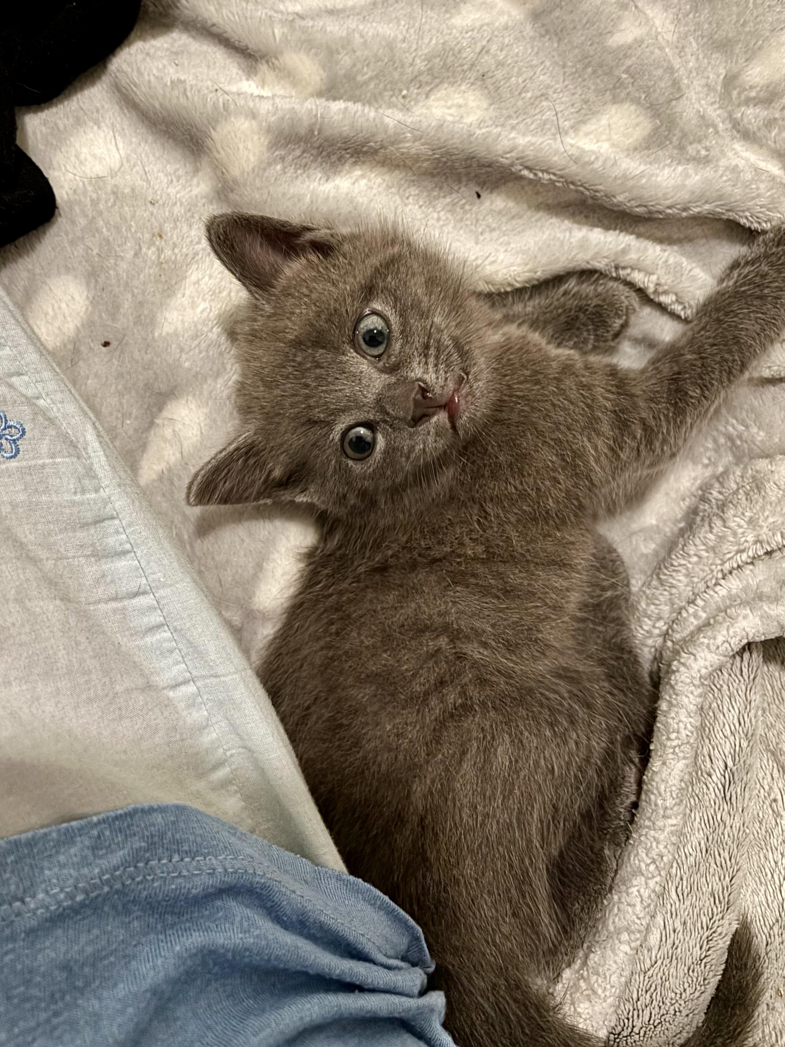 Nugget, an adopted Domestic Short Hair in Ottawa, ON image 3/5