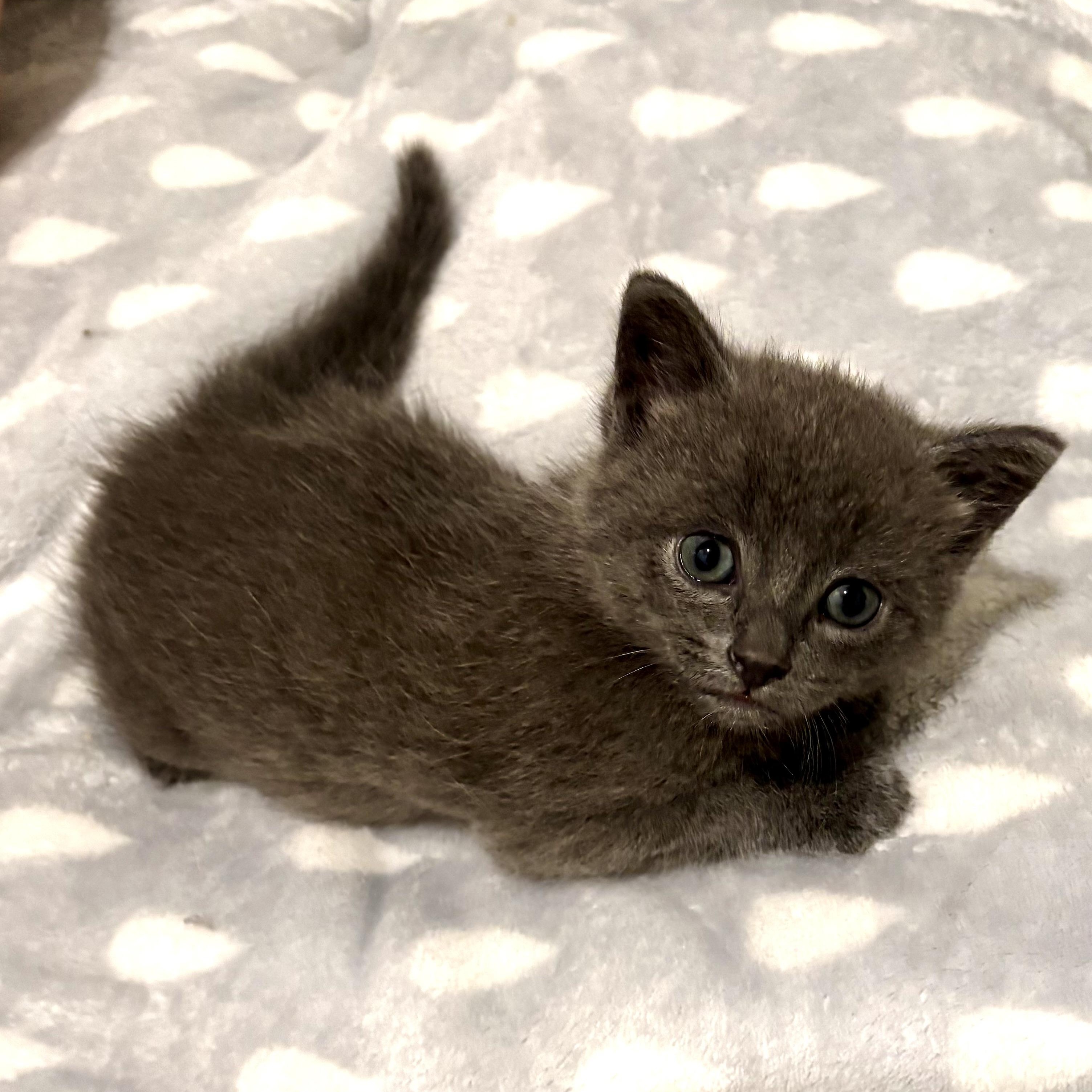 Nugget, an adopted Domestic Short Hair in Ottawa, ON image 5/5