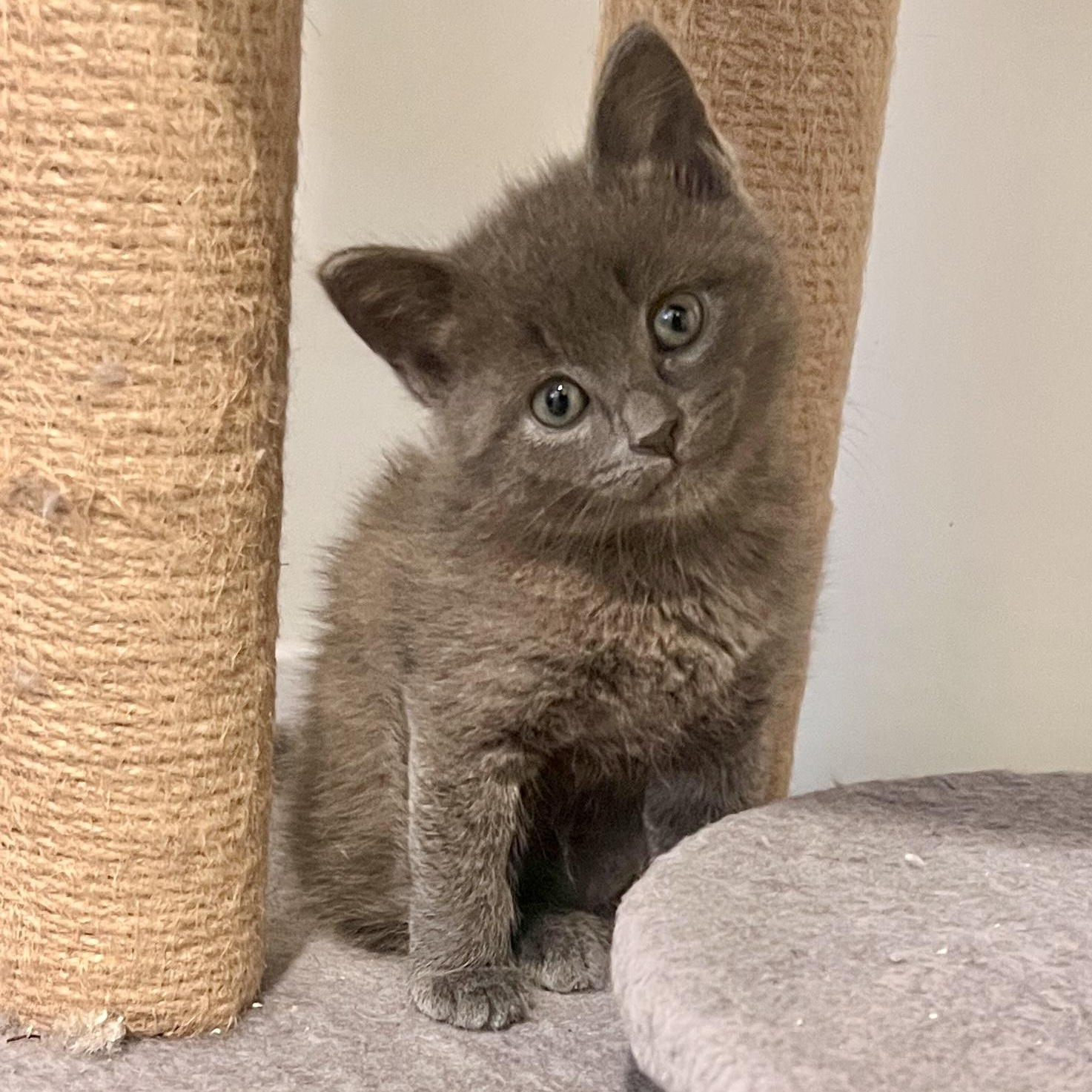 Nugget, adopted, Kitten Male Domestic Short Hair.