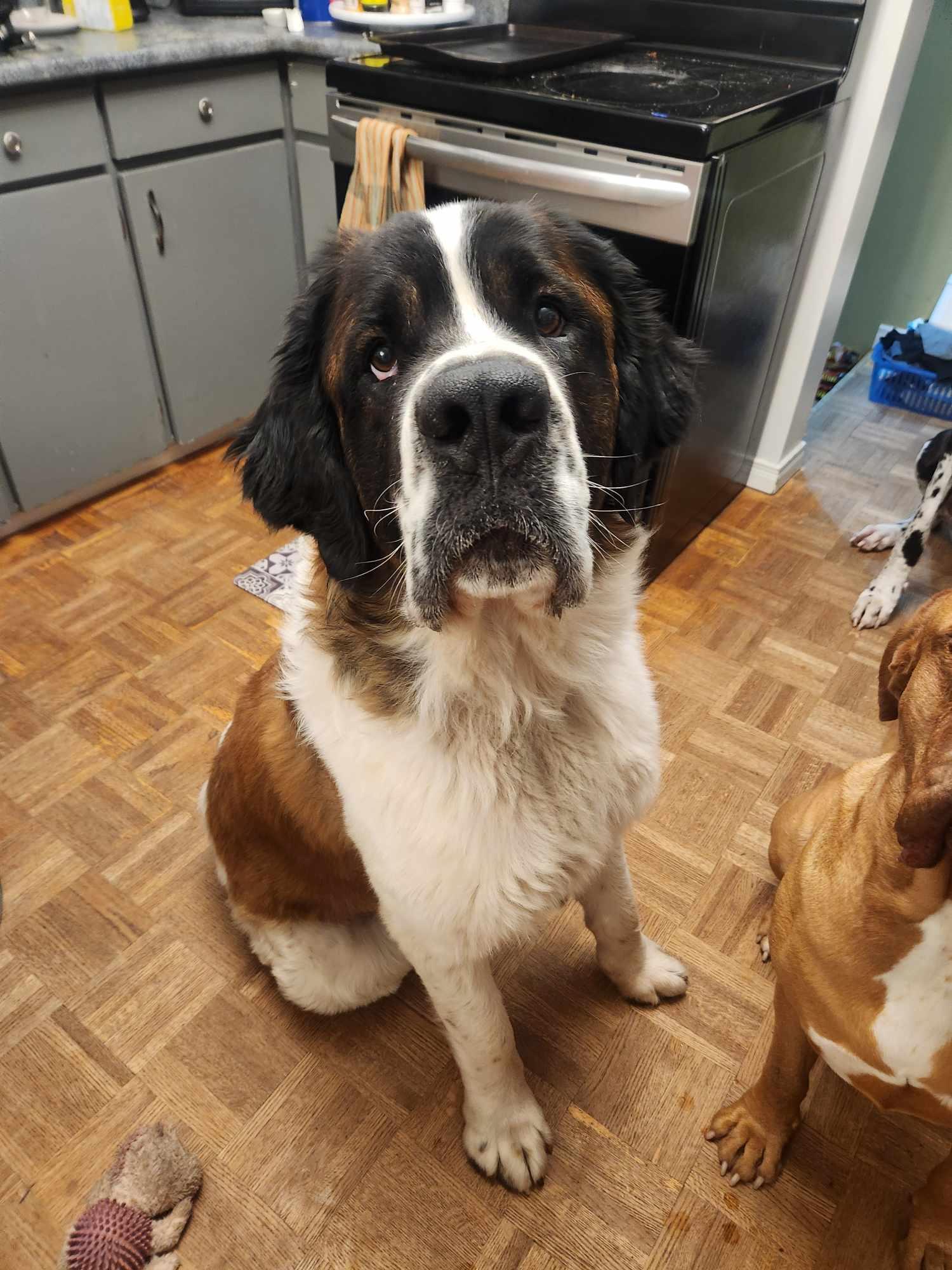 Cujo, an adoptable Saint Bernard in Hornepayne, ON, P0M 1Z0 | Photo Image 1