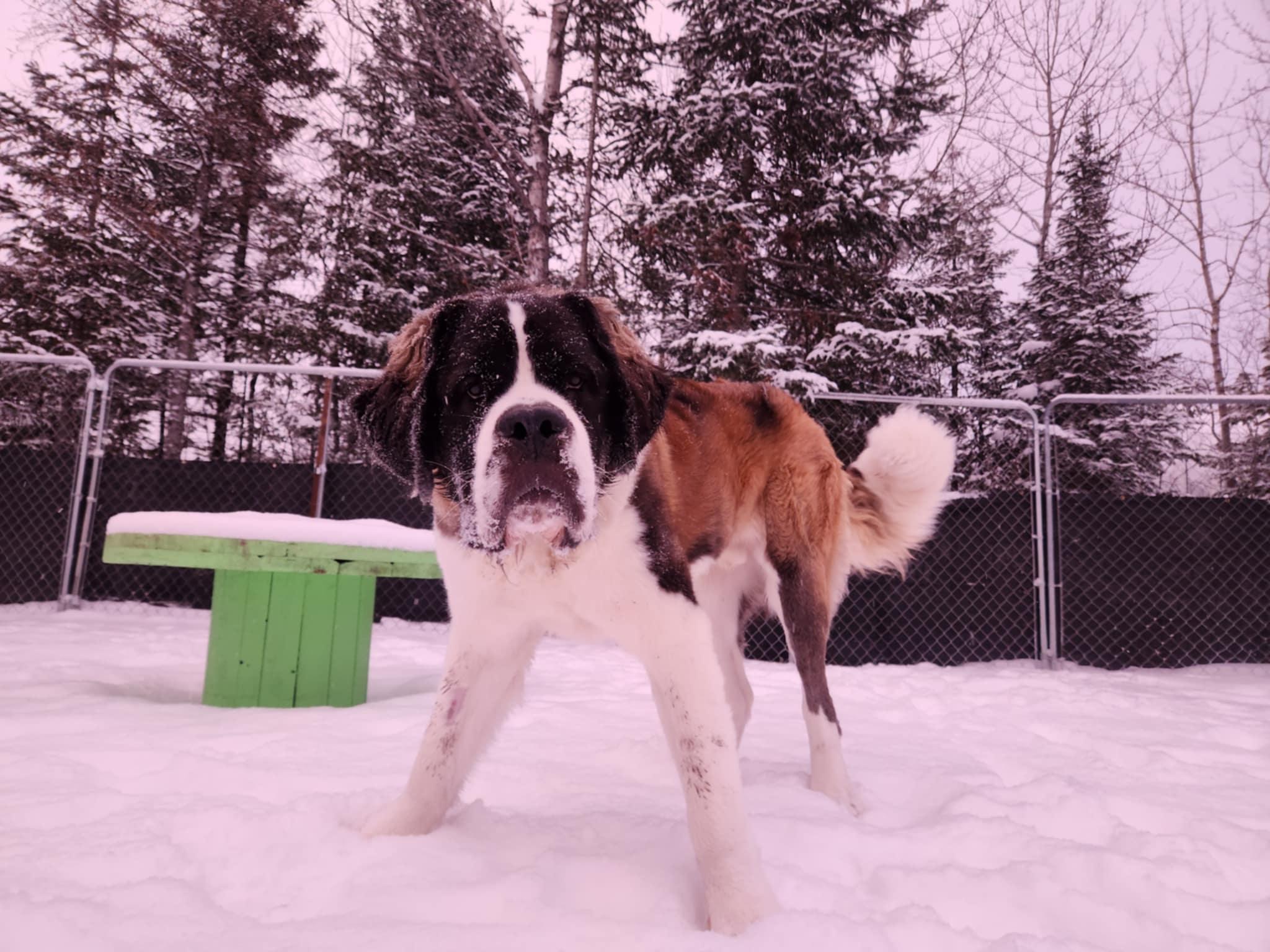 Cujo, Adult Male Saint Bernard