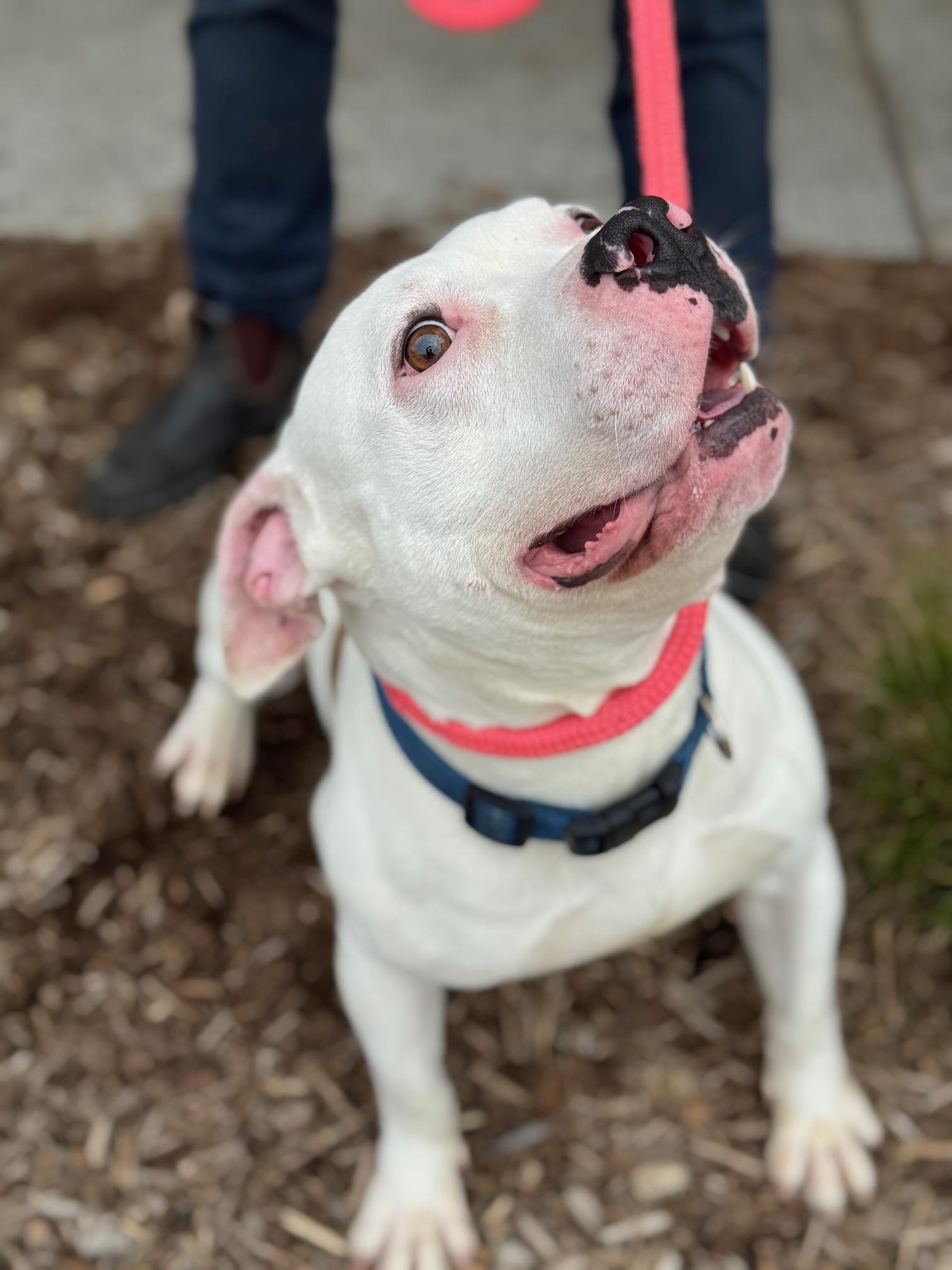 Enlarge Zeus, a ADOPTABLE mixed breed in Benton Harbor, MI image 3/6