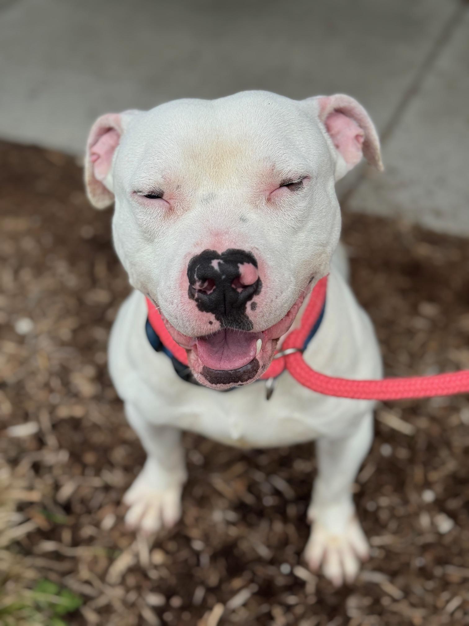 Enlarge Zeus, a ADOPTABLE mixed breed in Benton Harbor, MI image 2/6
