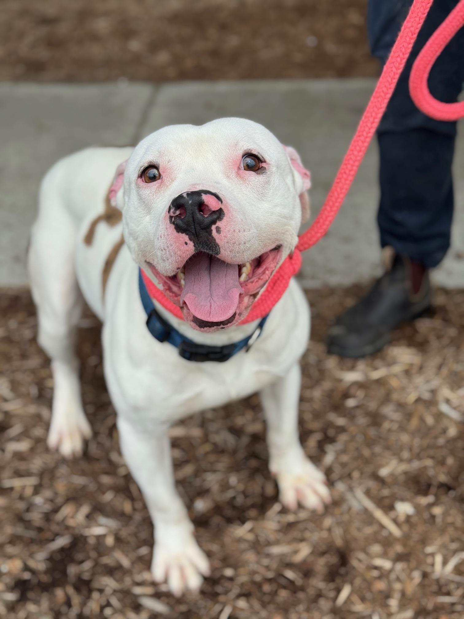 Zeus, ADOPTABLE, Adult Male Pit Bull Terrier & American Bulldog.