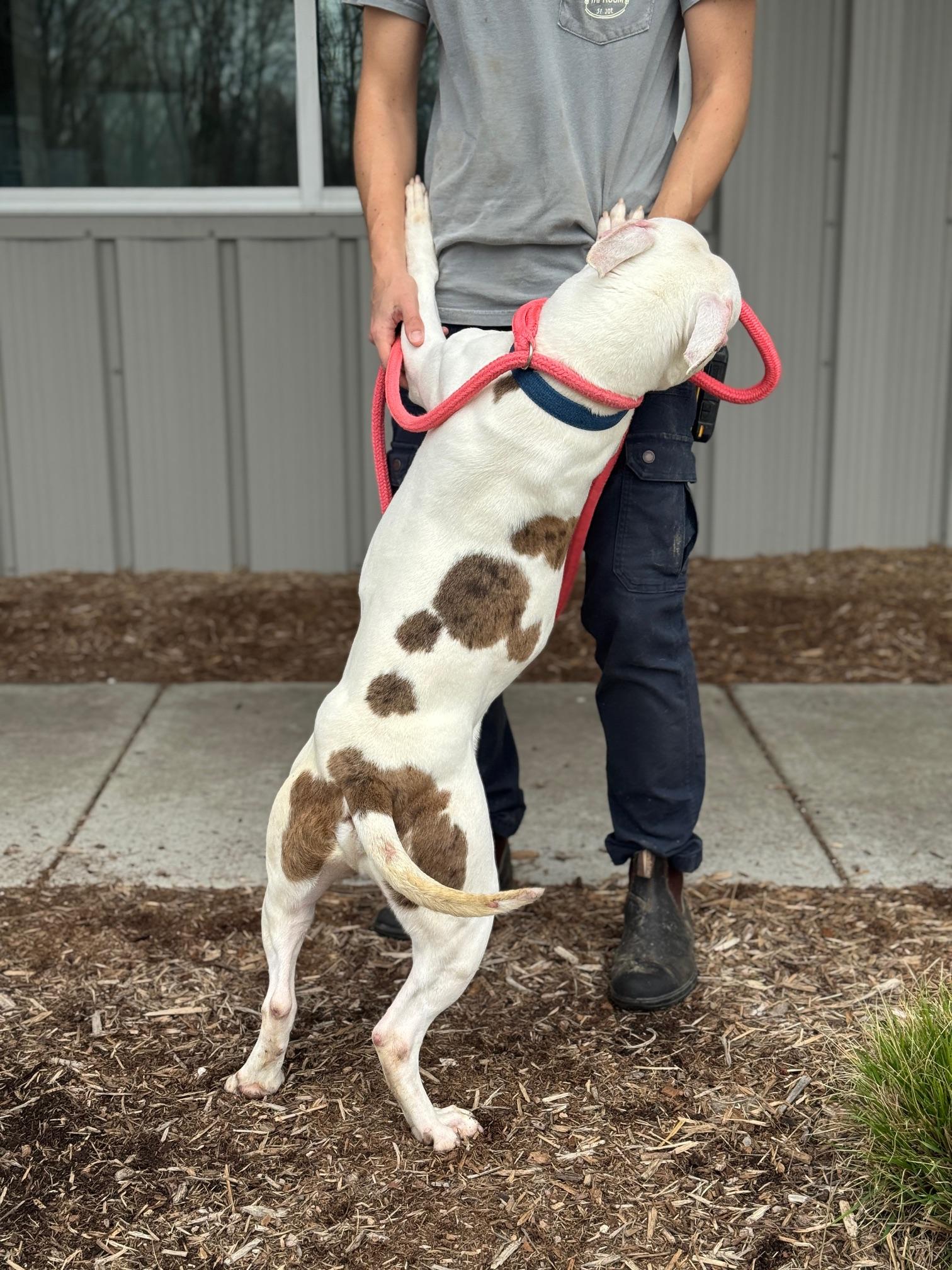 Enlarge Zeus, a ADOPTABLE mixed breed in Benton Harbor, MI image 5/6