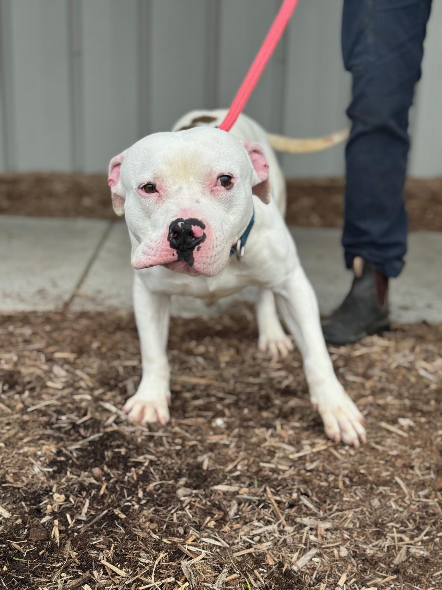 Enlarge Zeus, a ADOPTABLE mixed breed in Benton Harbor, MI image 6/6